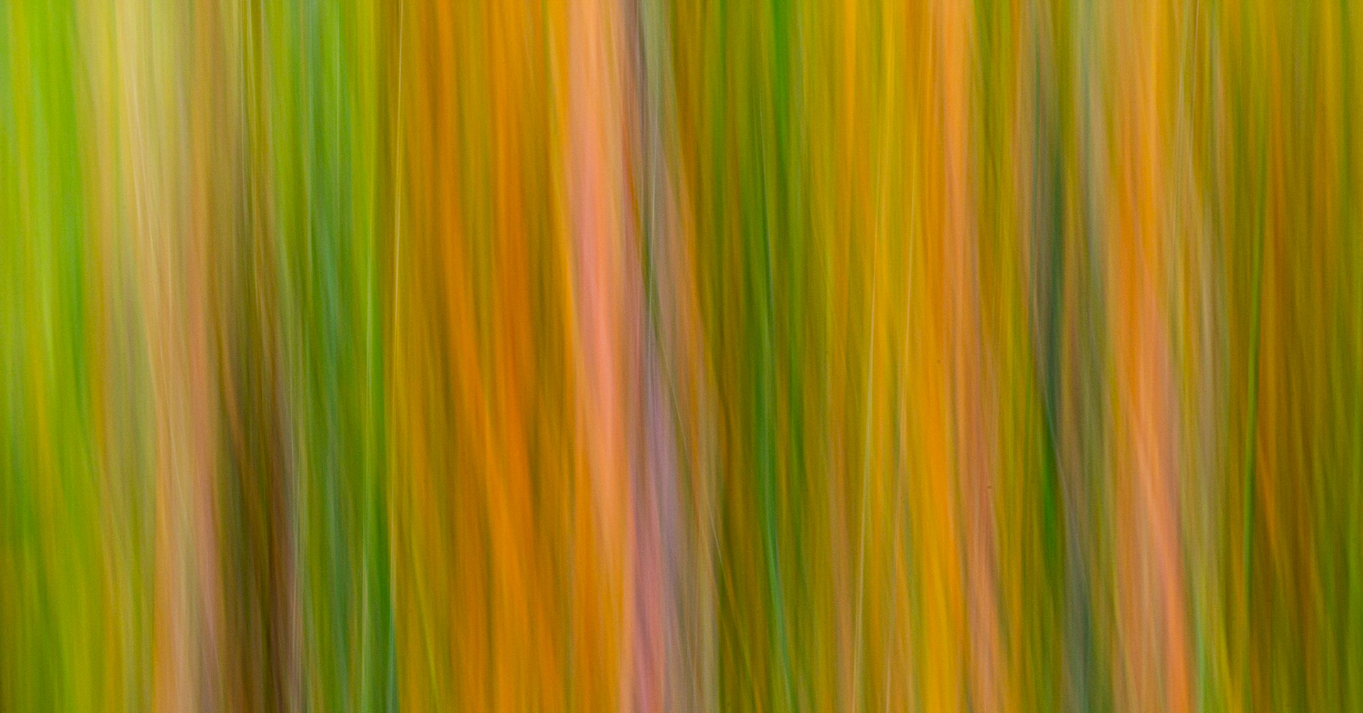 Garden colors, time exposure