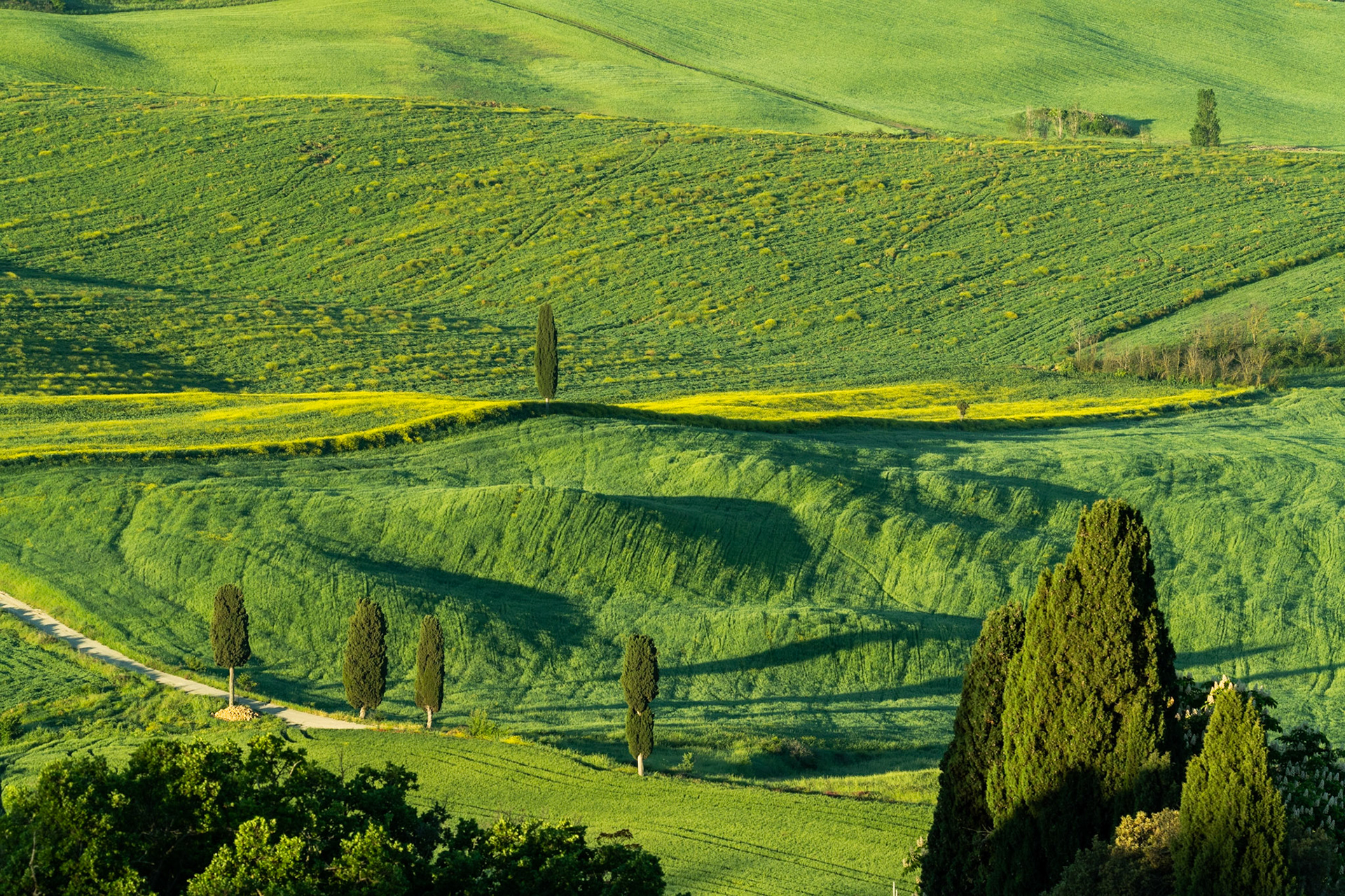Rolling hills and Cypress Trees of Tuscany, Italy