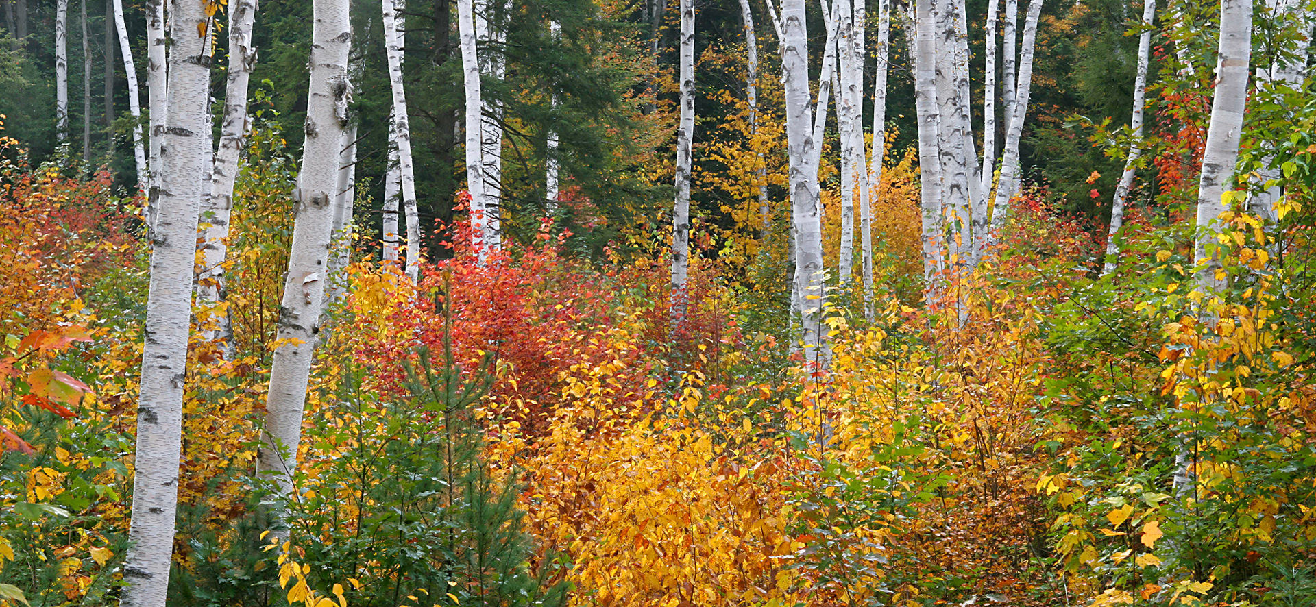 New Hampshire forest