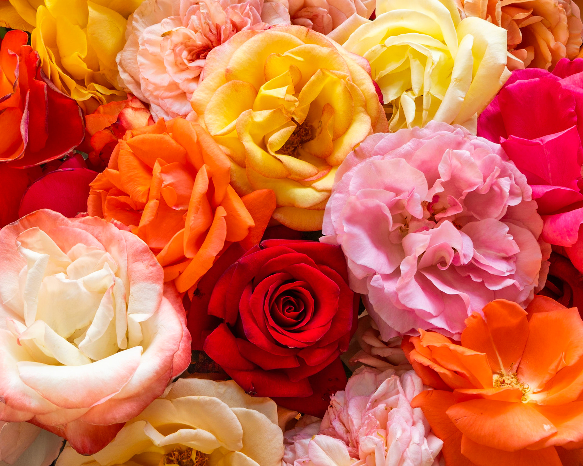 Everything coming up roses!