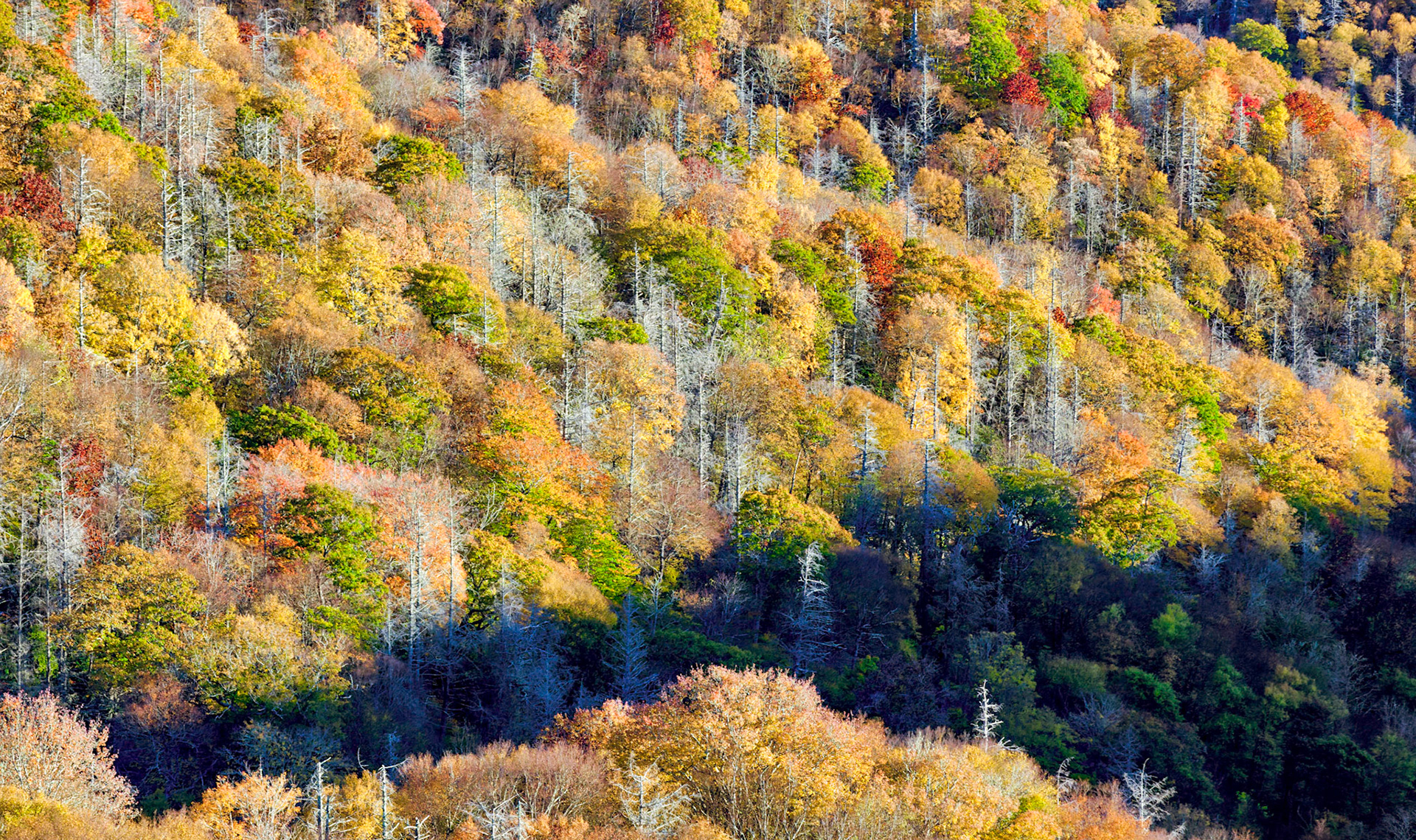 Fall foliage, Smoky Mountains NP