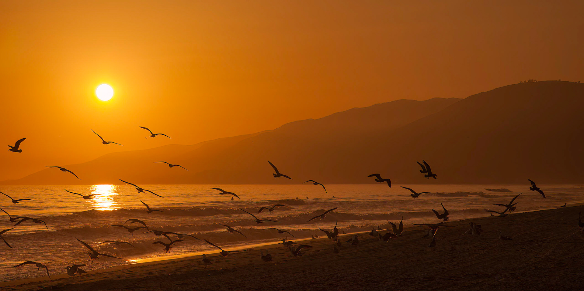 Seagulls at sunset, Malibu (California)