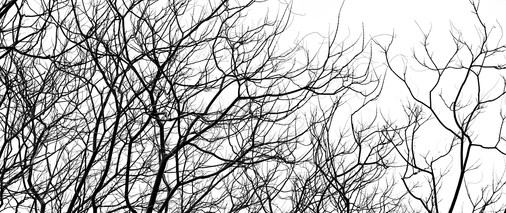 Silhouetted trees