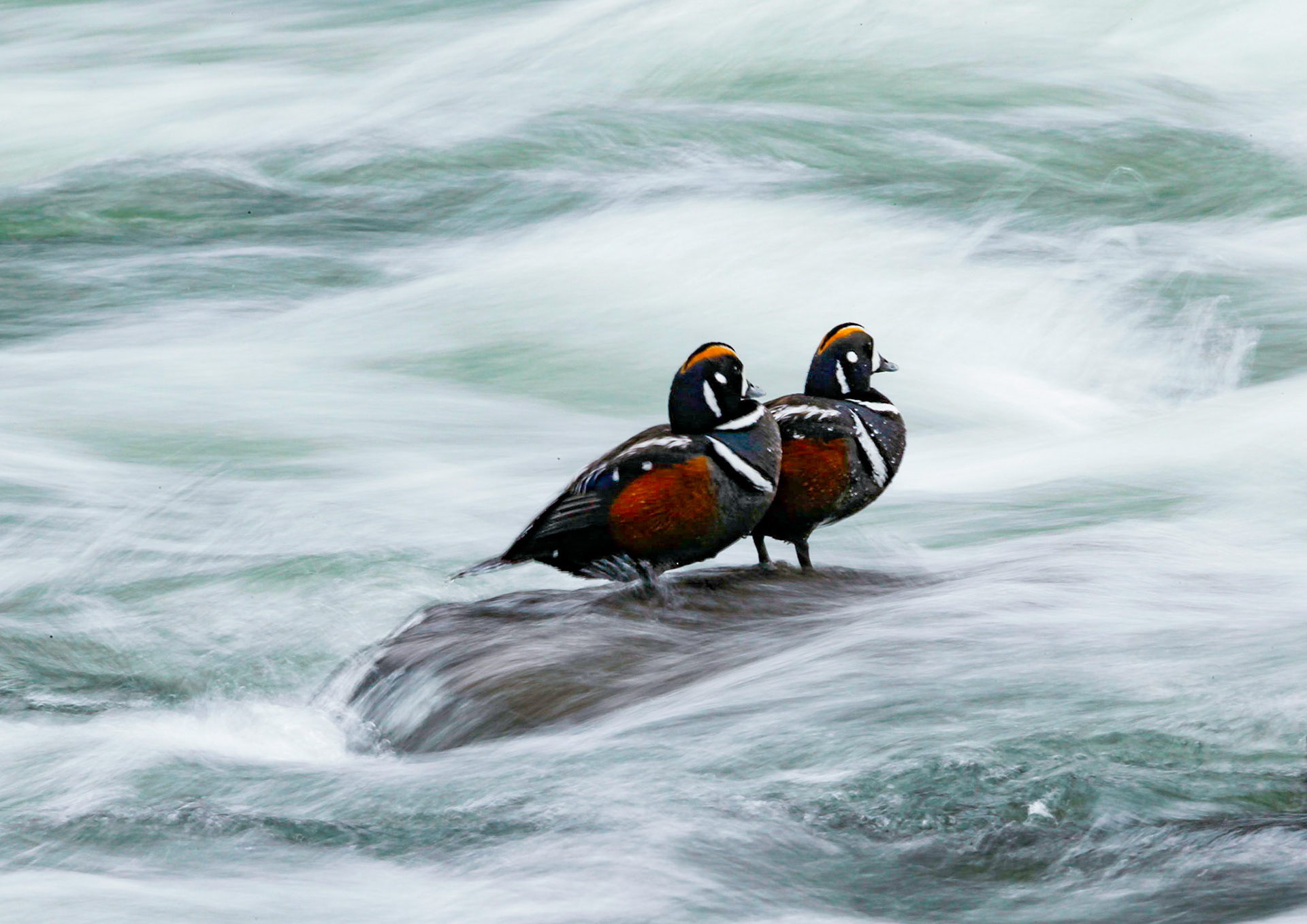 Two Harlequins, Yellowstone NP