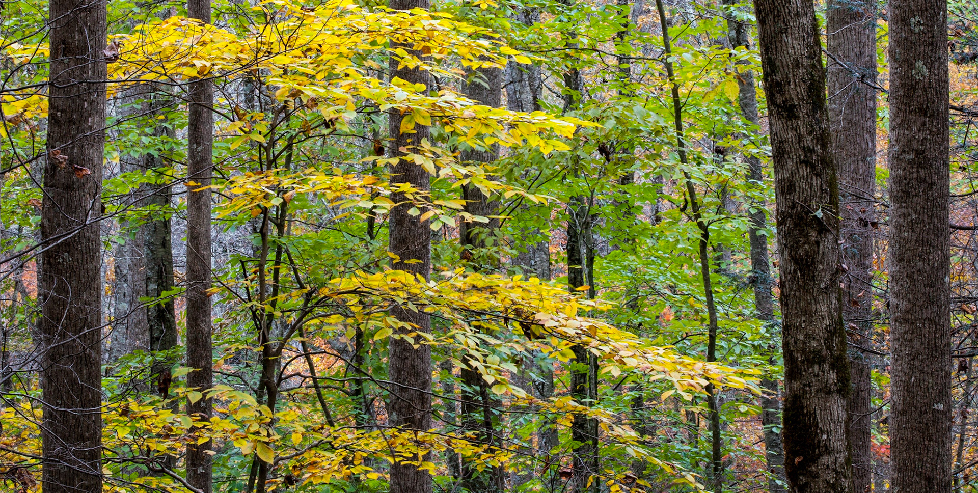 In the forest, Smoky Mountains NP