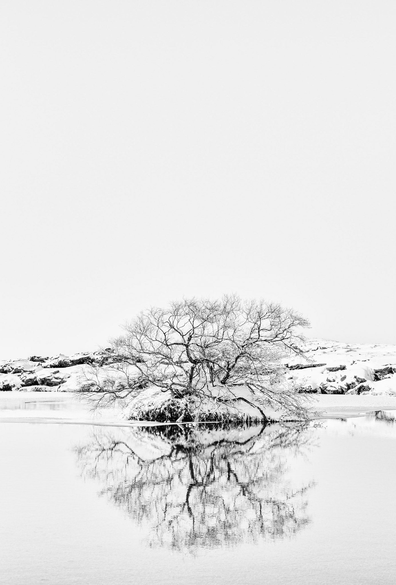 Solitary Tree, Iceland
