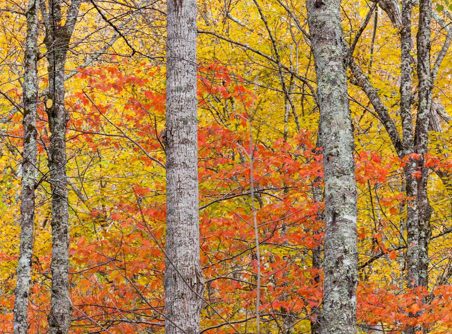 Fall foliage, Smoky Mountains NP