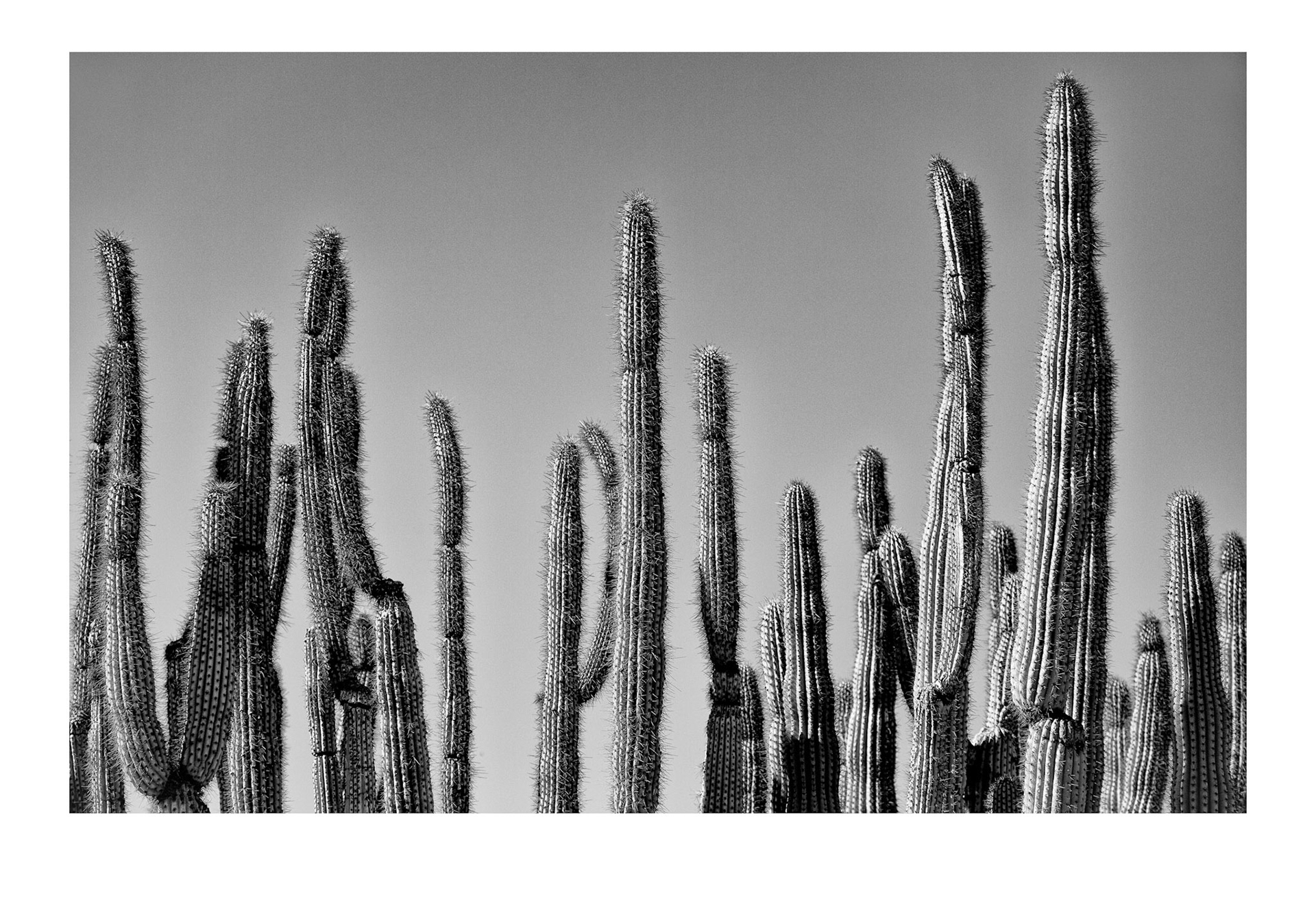 Desert landscape, Arizona