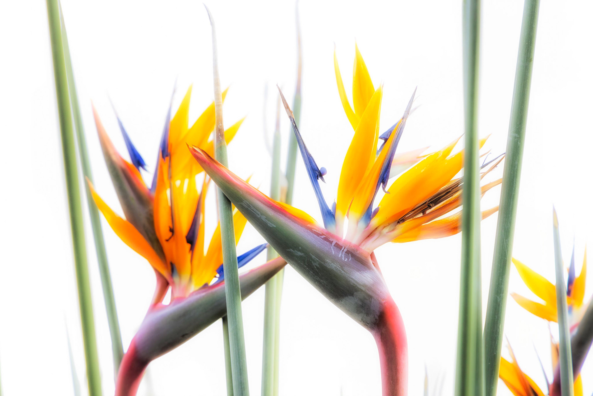 Bird of Paradise blooming