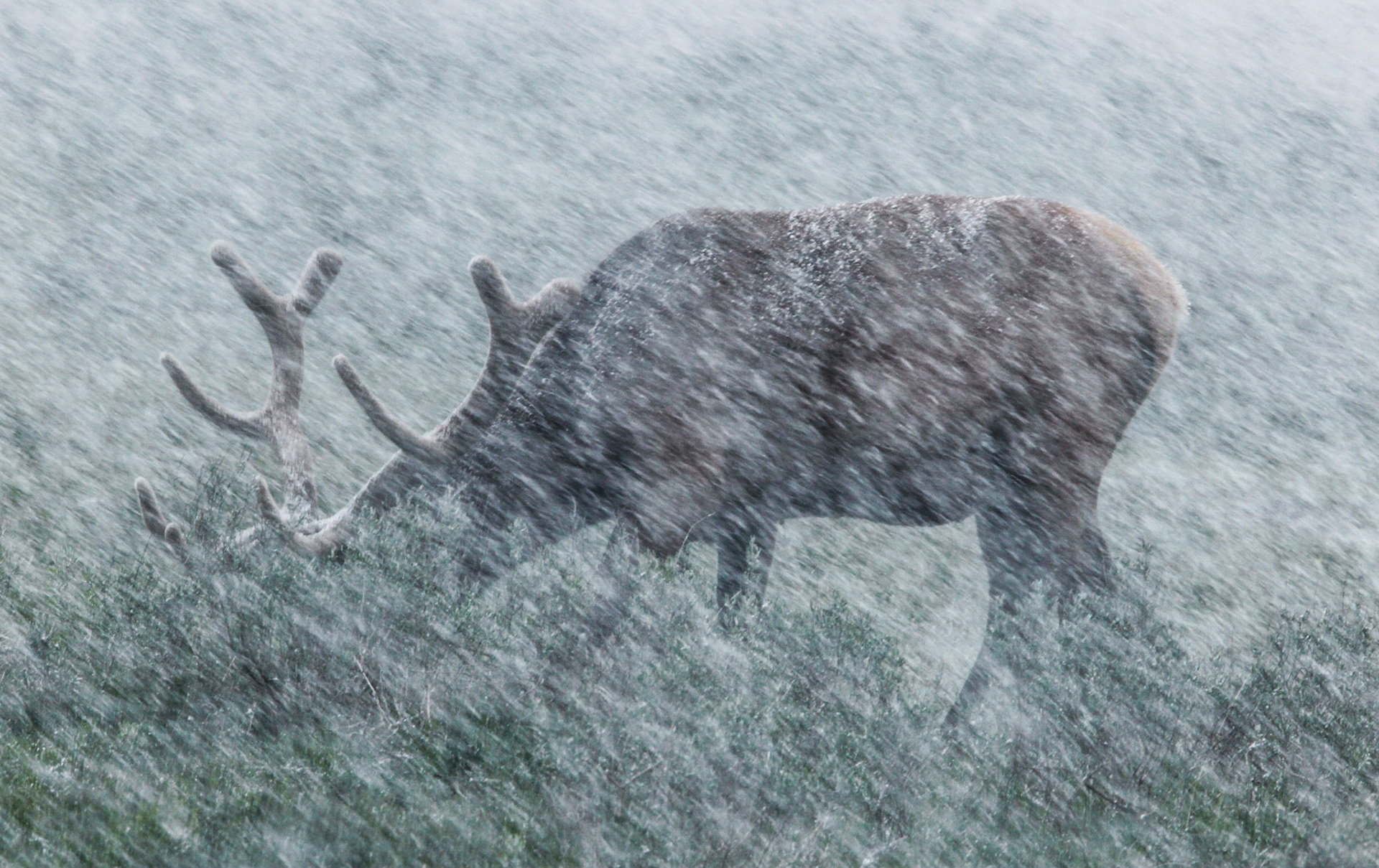 Elk in blizzard, Yellowstone NP