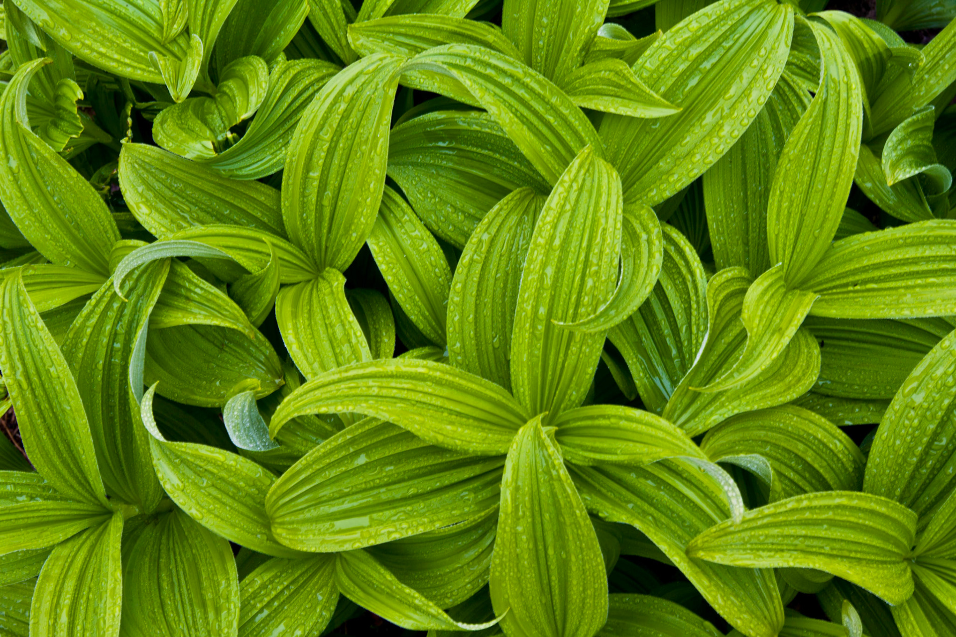 leaf patterns