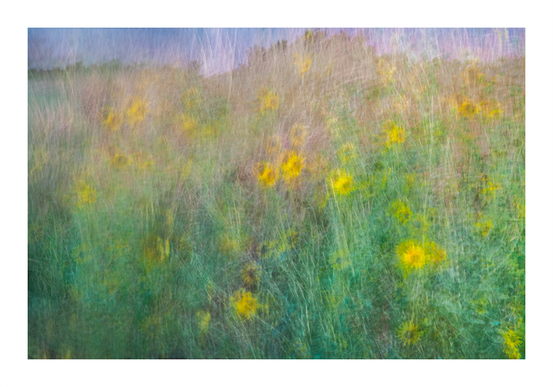 Sunflowers in a meadow