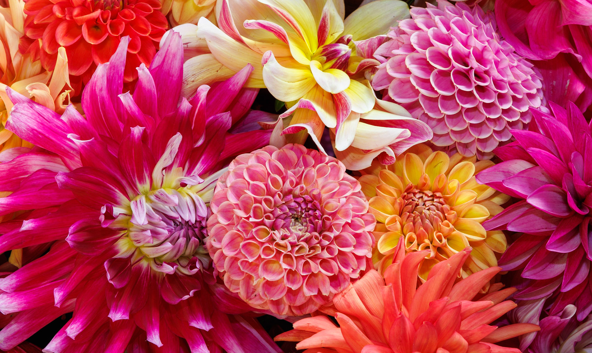 Full bloom
