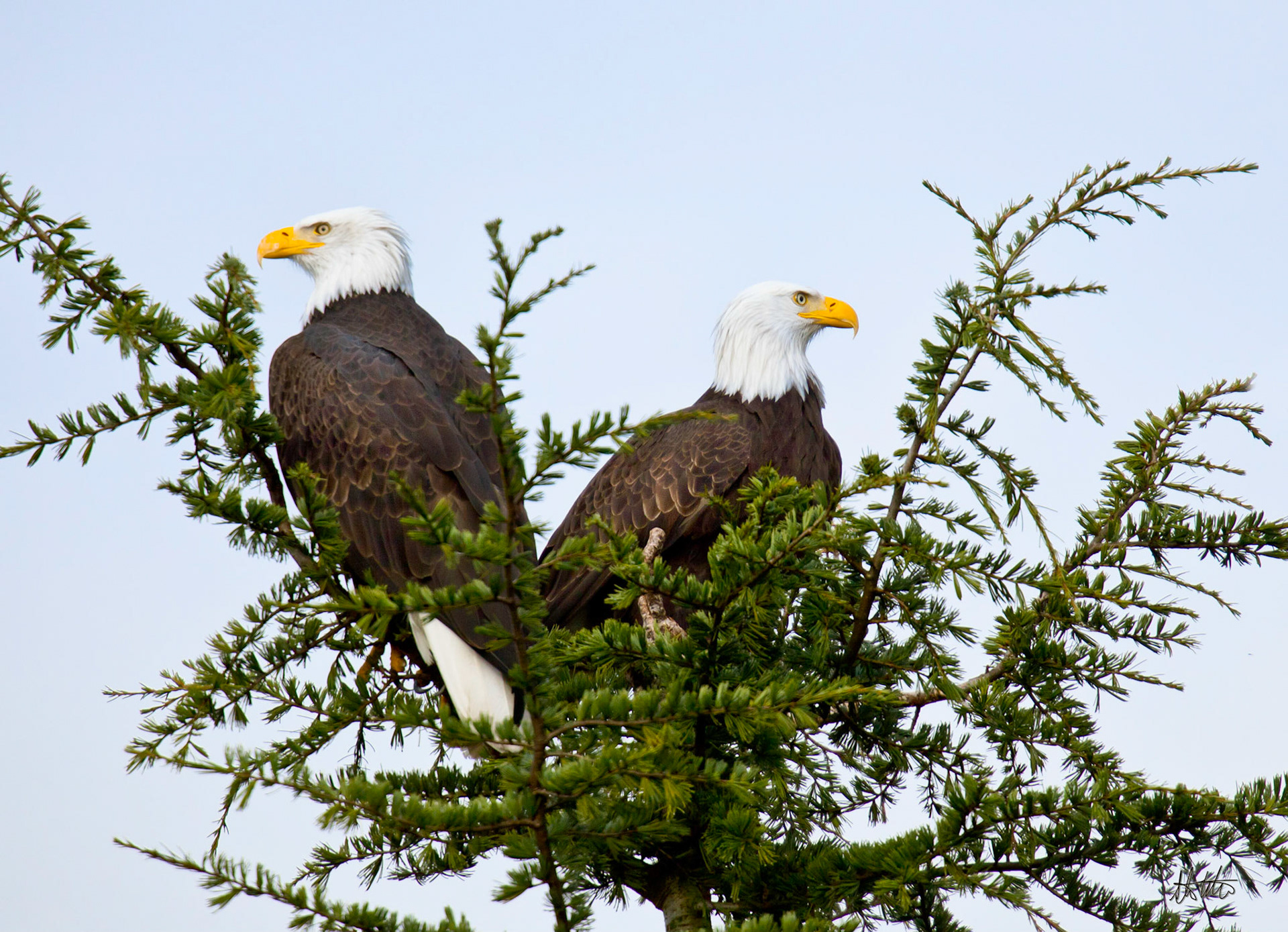 A pair of eagle eyes, Seattle