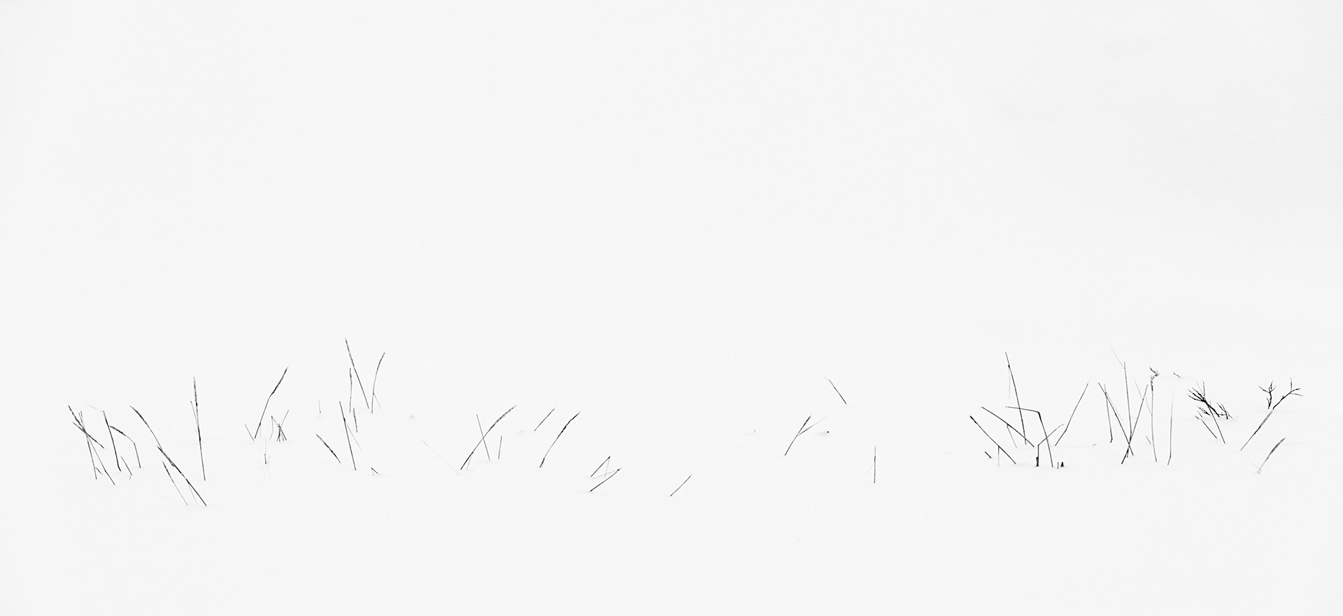 Grasses in snow, Iceland