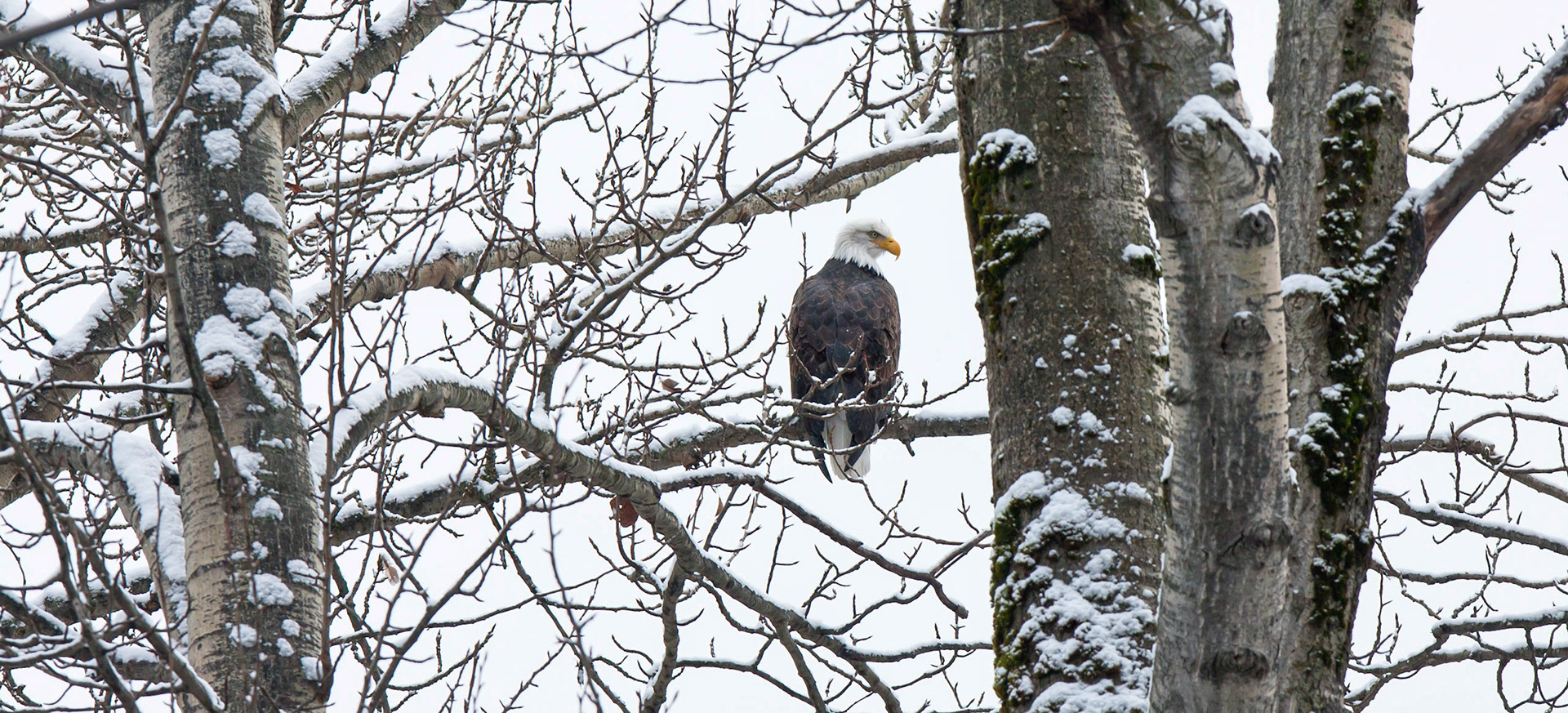 Eagle in winter, Skagit River (WA State)