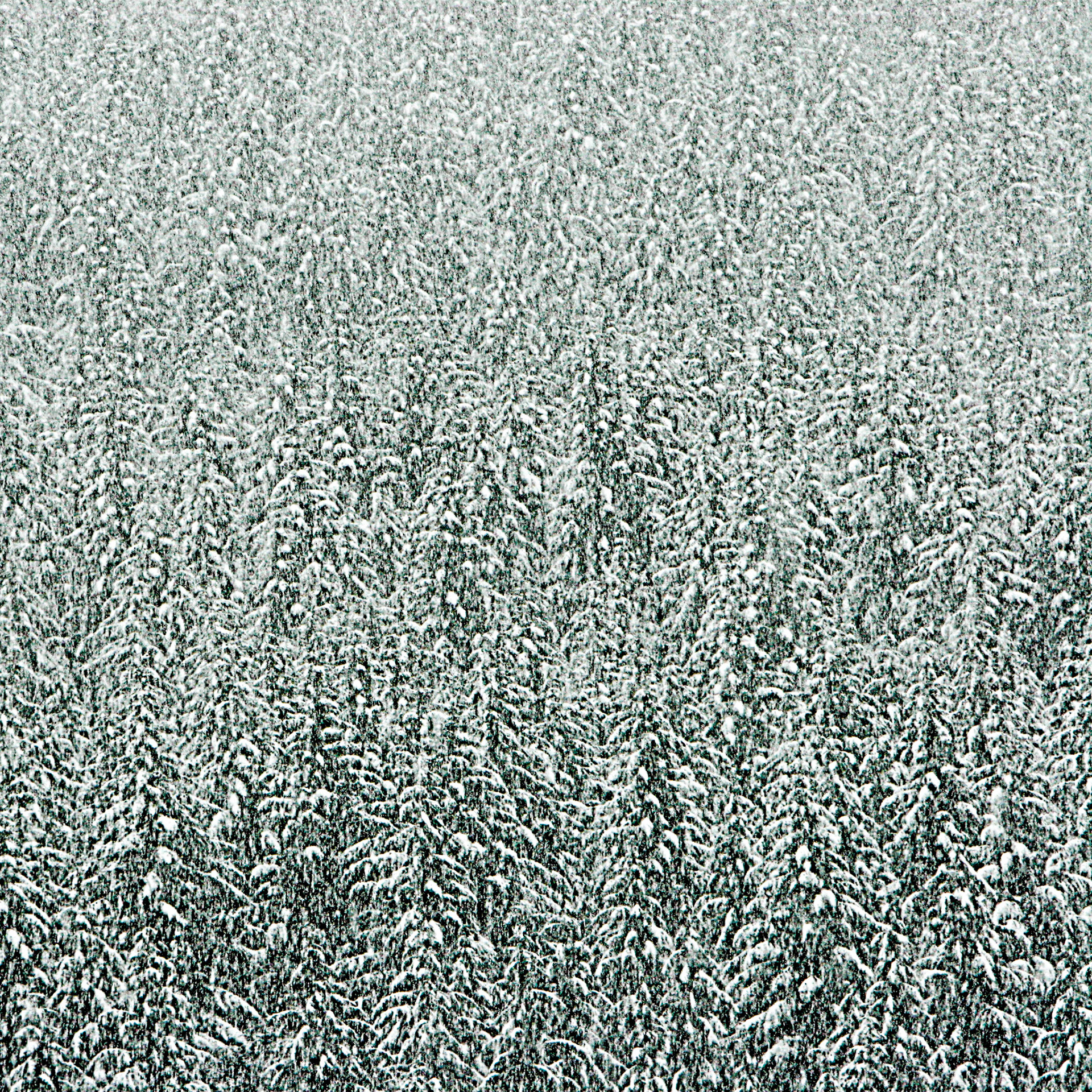 Late snowfall and trees, WA State