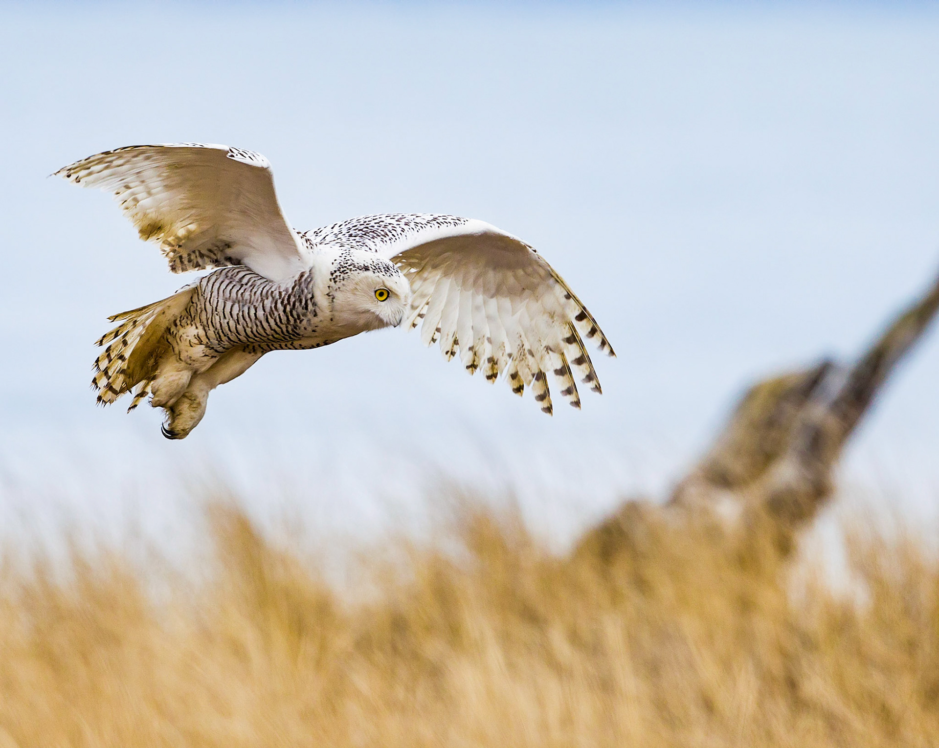 Rare visit by Snowy Owl