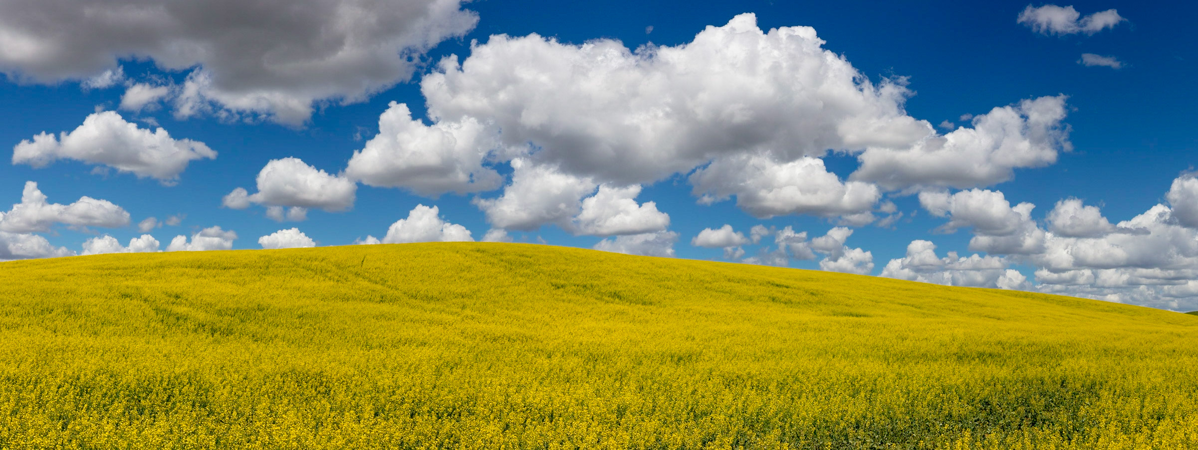 Palouse landscape