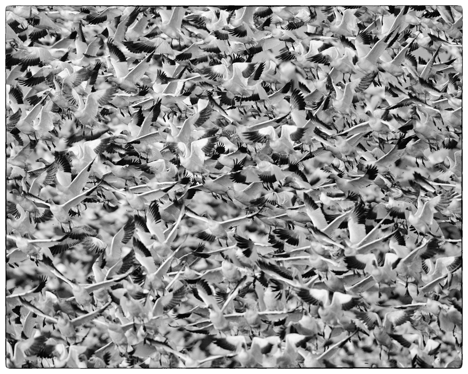 Snow geese takeoff en masse, Skagit Valley (WA State)