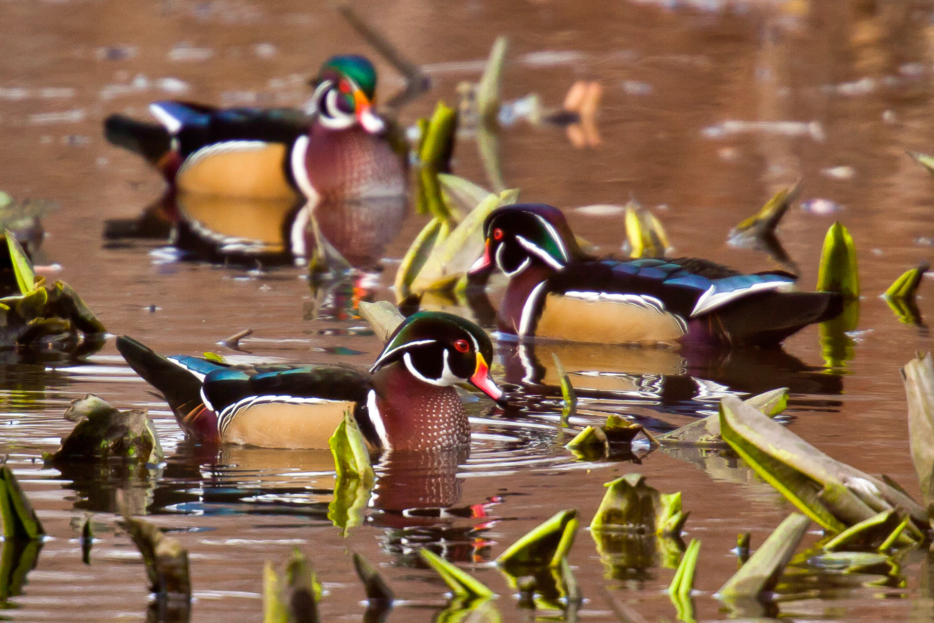 Wood ducks, Seattle