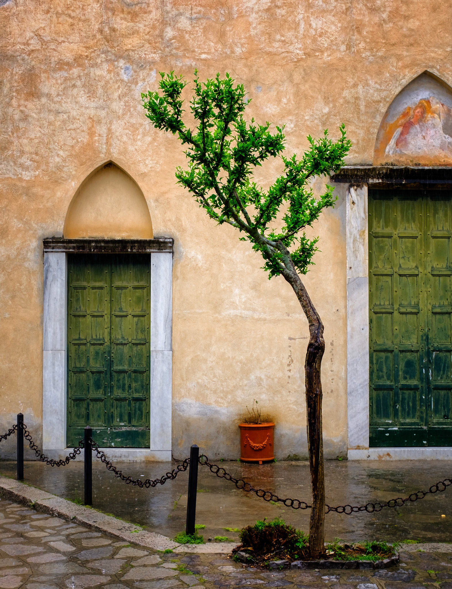 Lonely tree, Ravello (Italy)