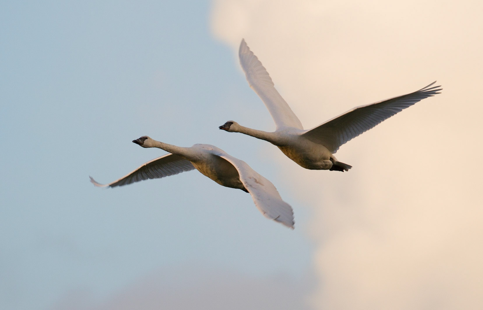 Trumpeter swans (I think!), WA State