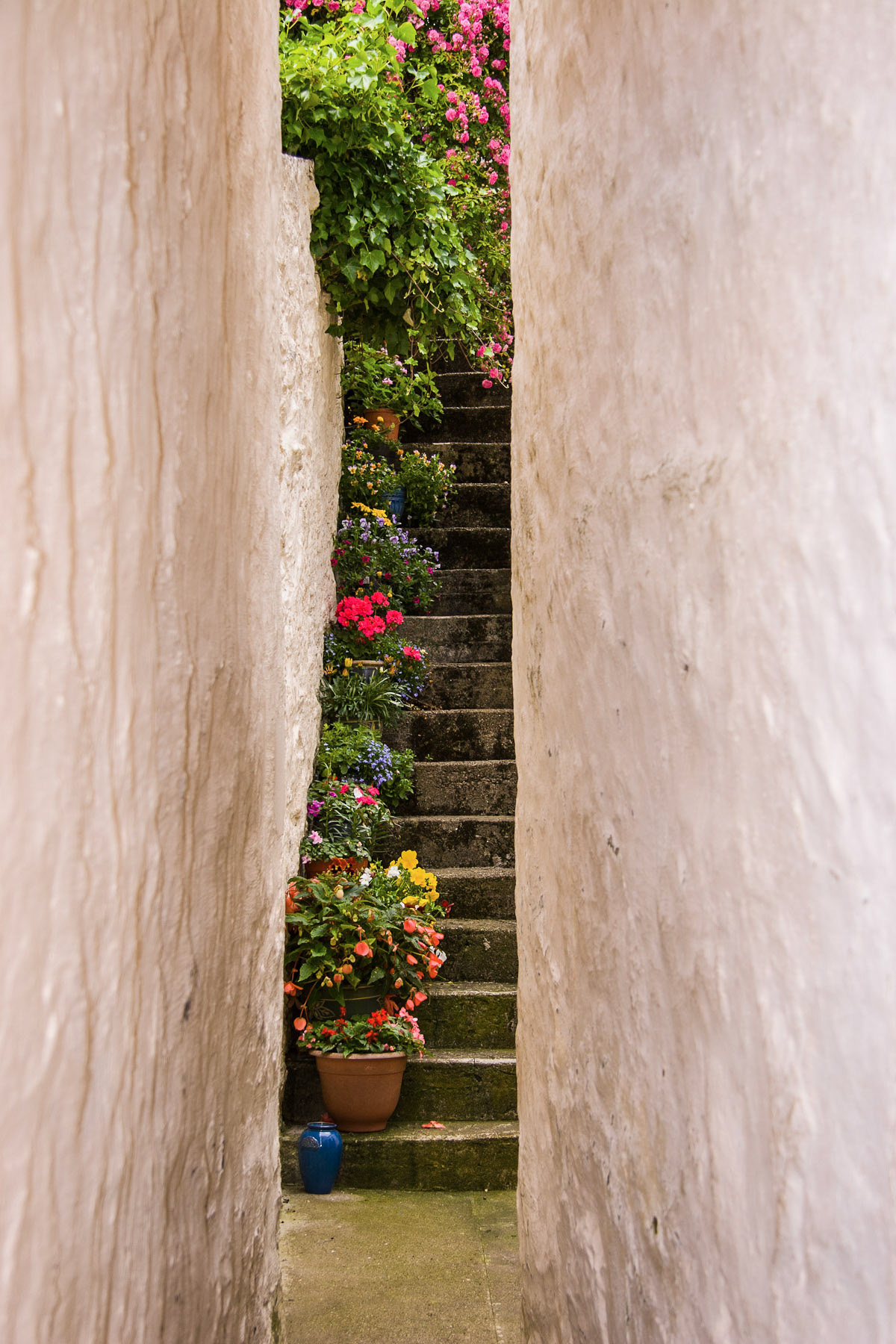 Polzeath garden, Scotland