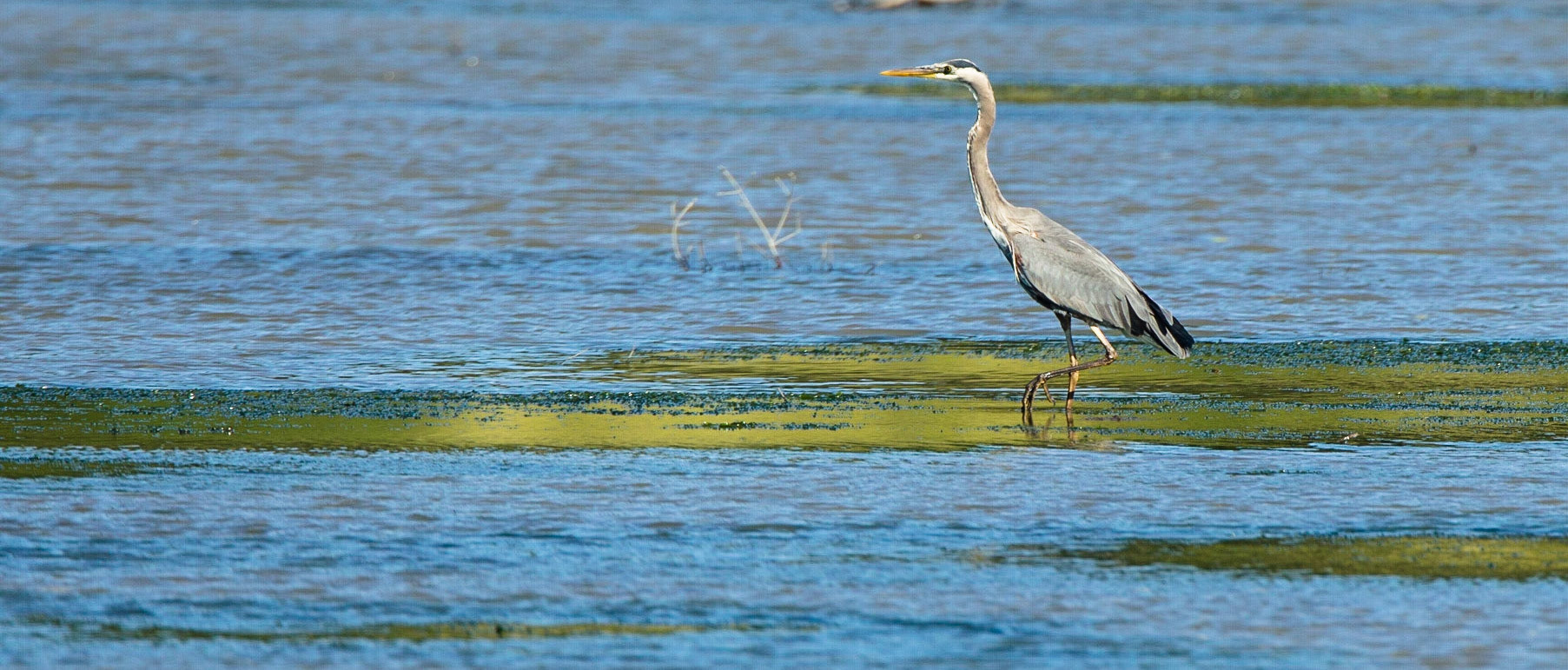 Great blue heron, Orcas Island (WA State)