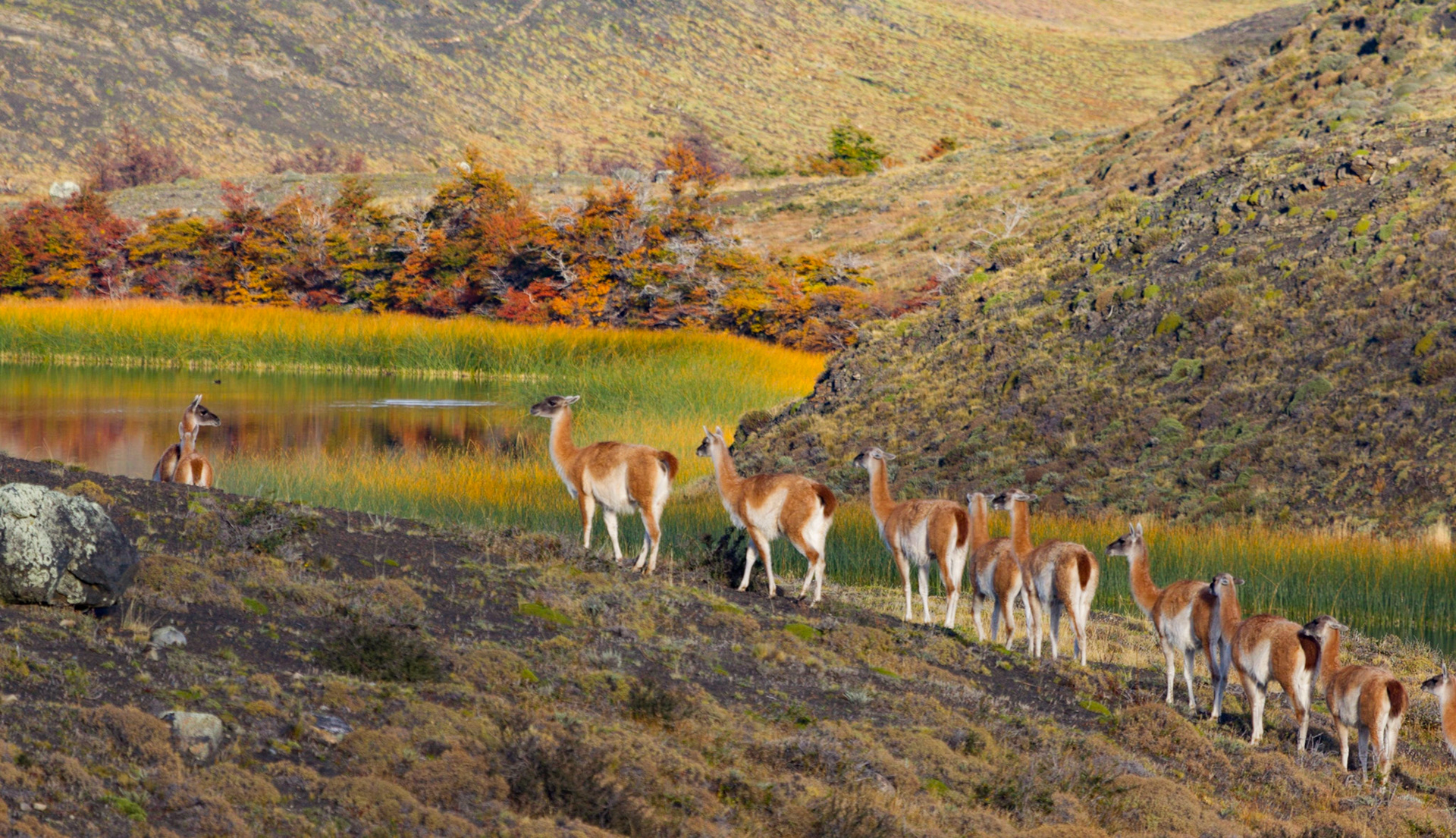Guanacos on pardade, Patagonia (Chile)