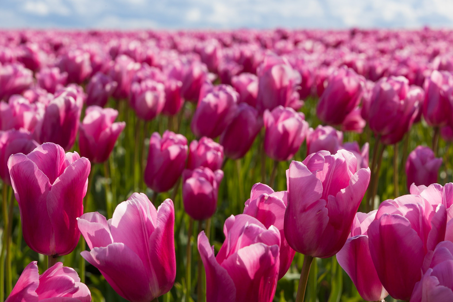 At the tulip festival (WA State)