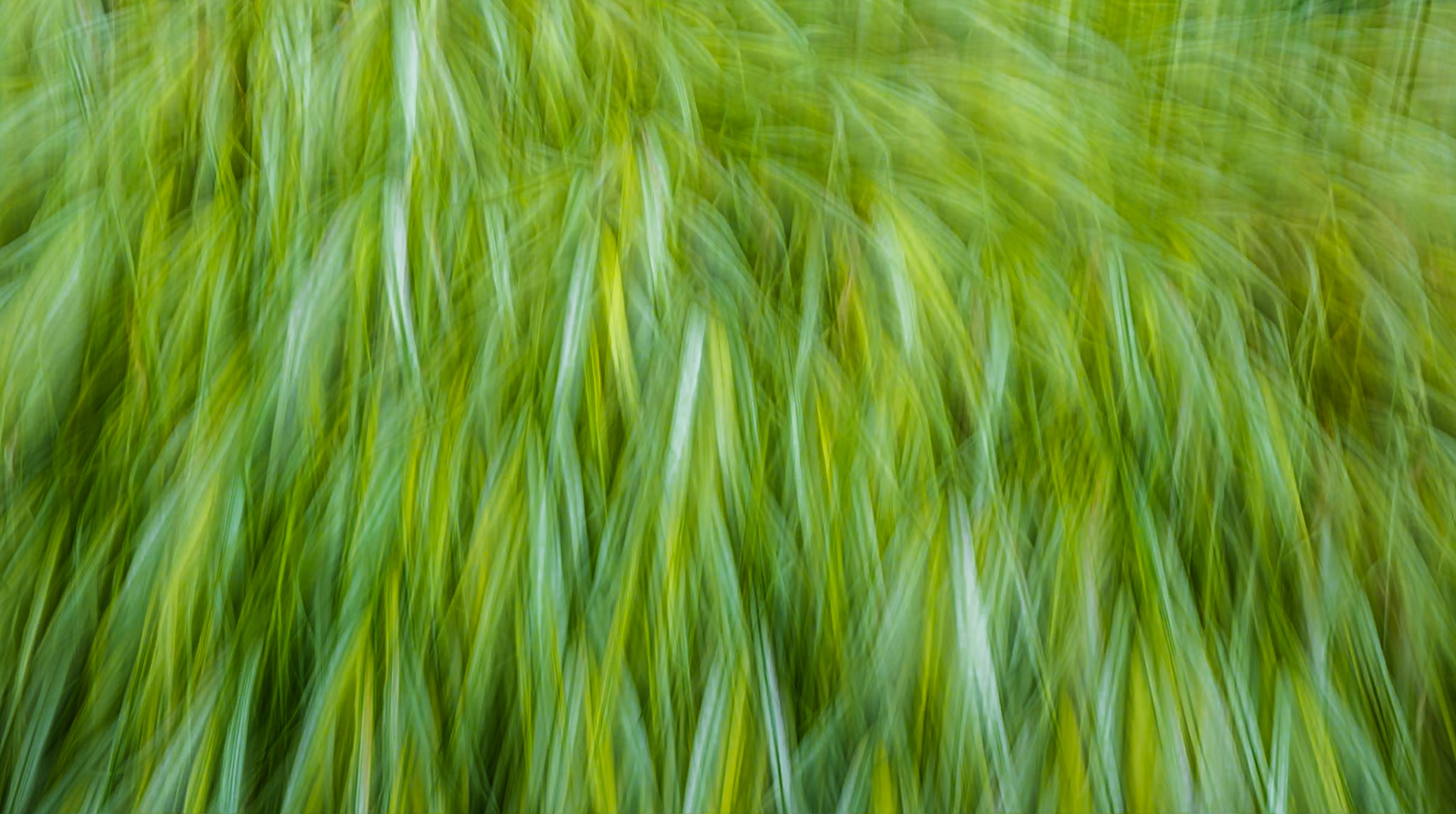 Abstract grasses