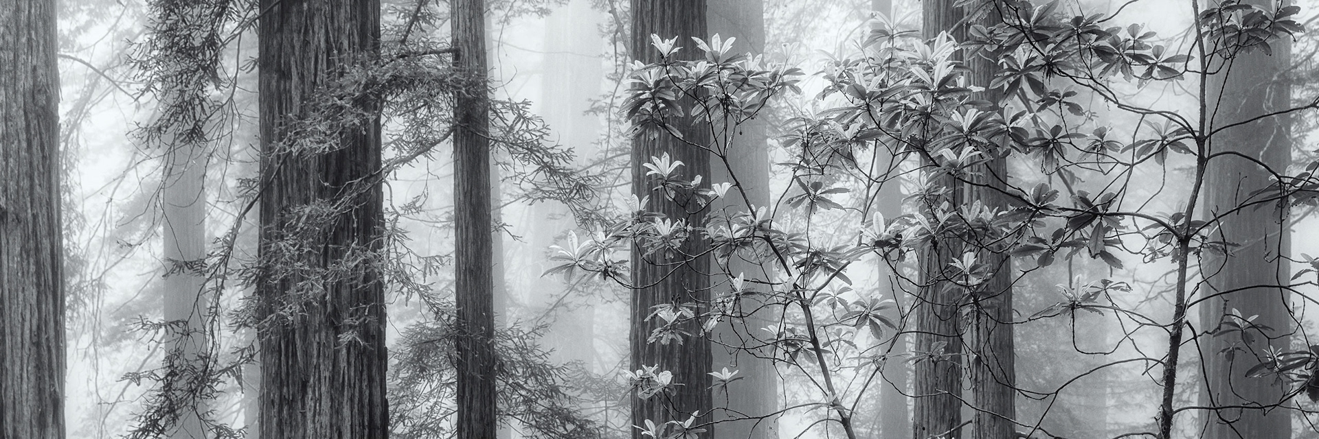 Redwoods, philodendrons, and fog - California
