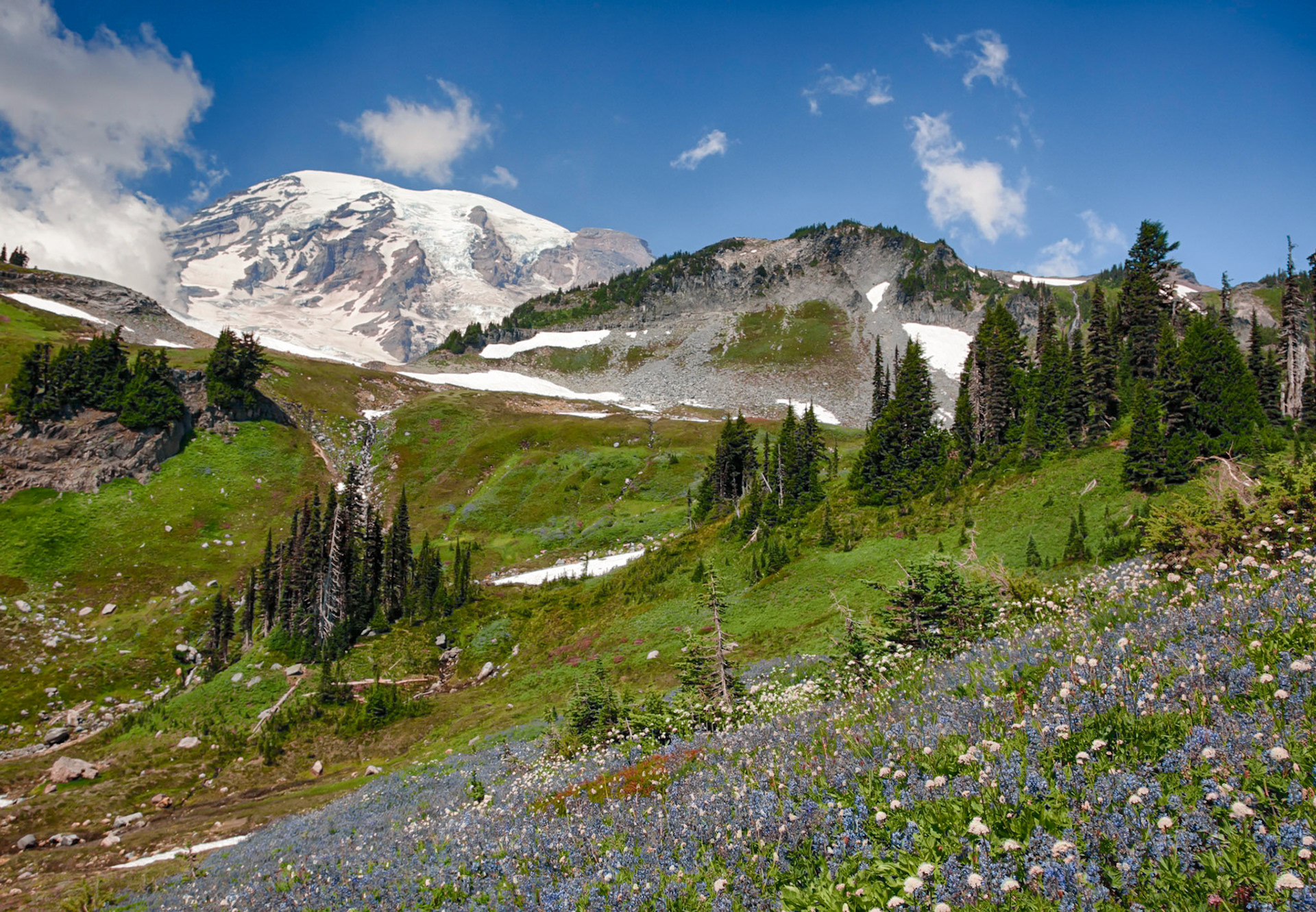 Mt Rainier wildflowers
