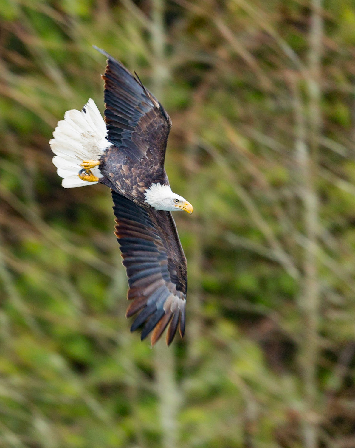 Diving eagle, Skagit River (WA State)