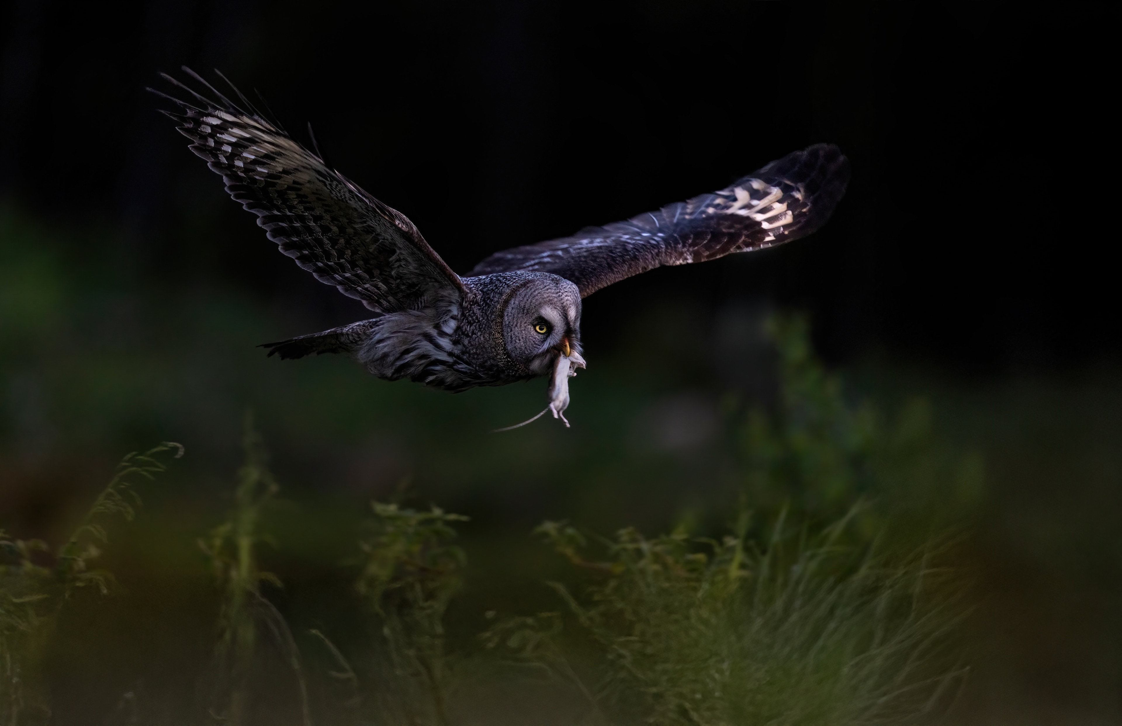 great grey owl