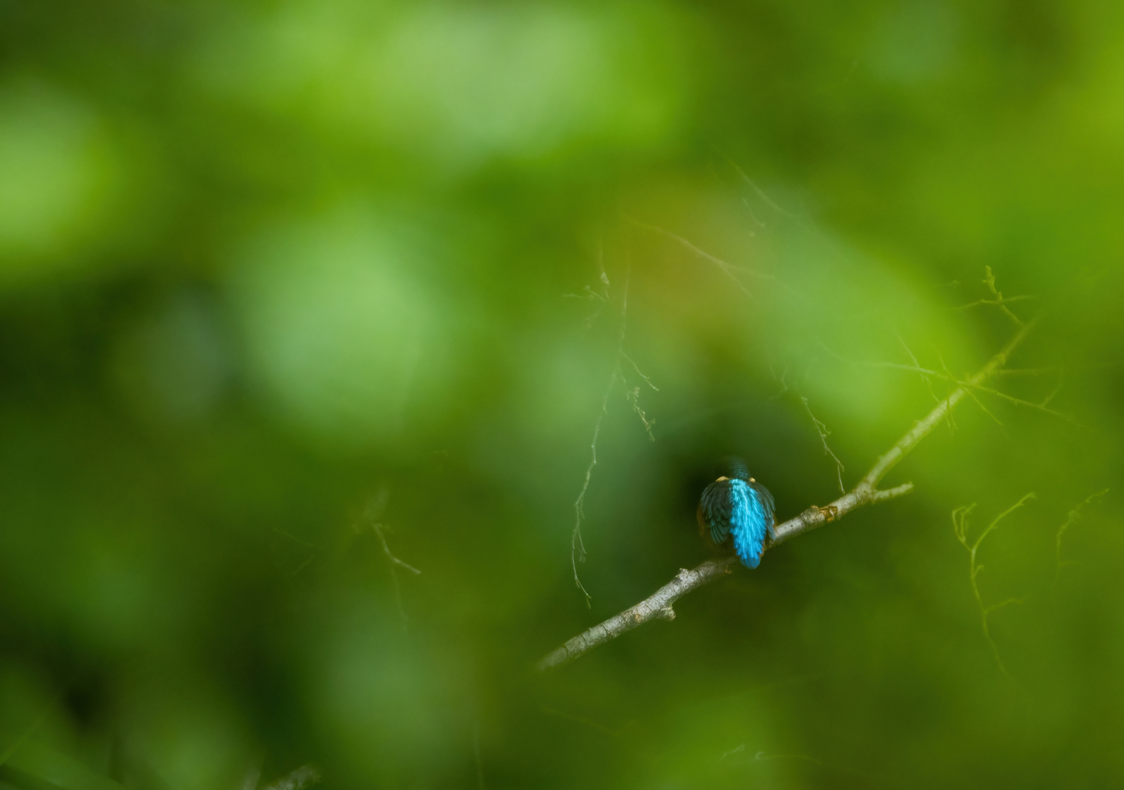 Kingfisher