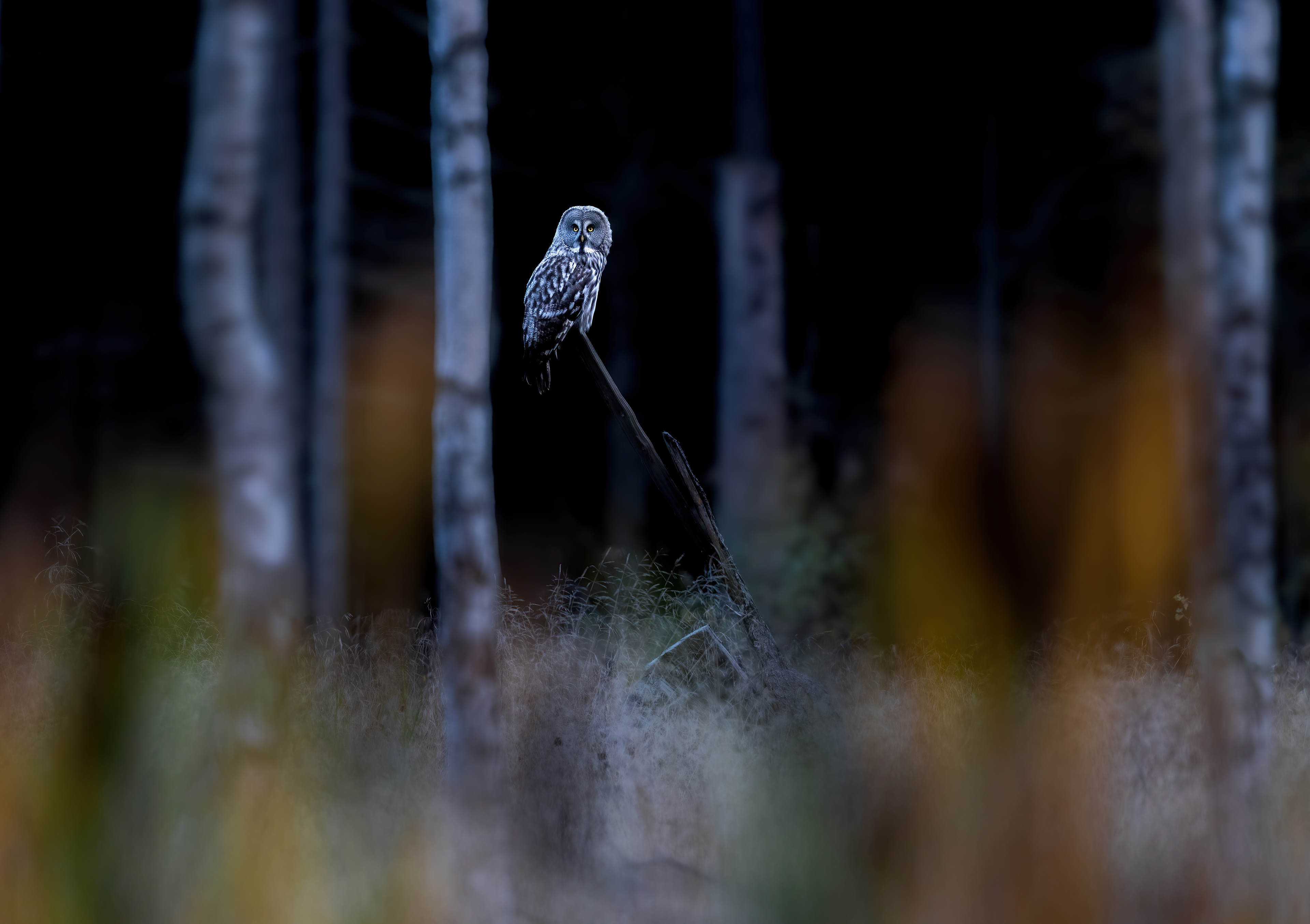 Great grey owl