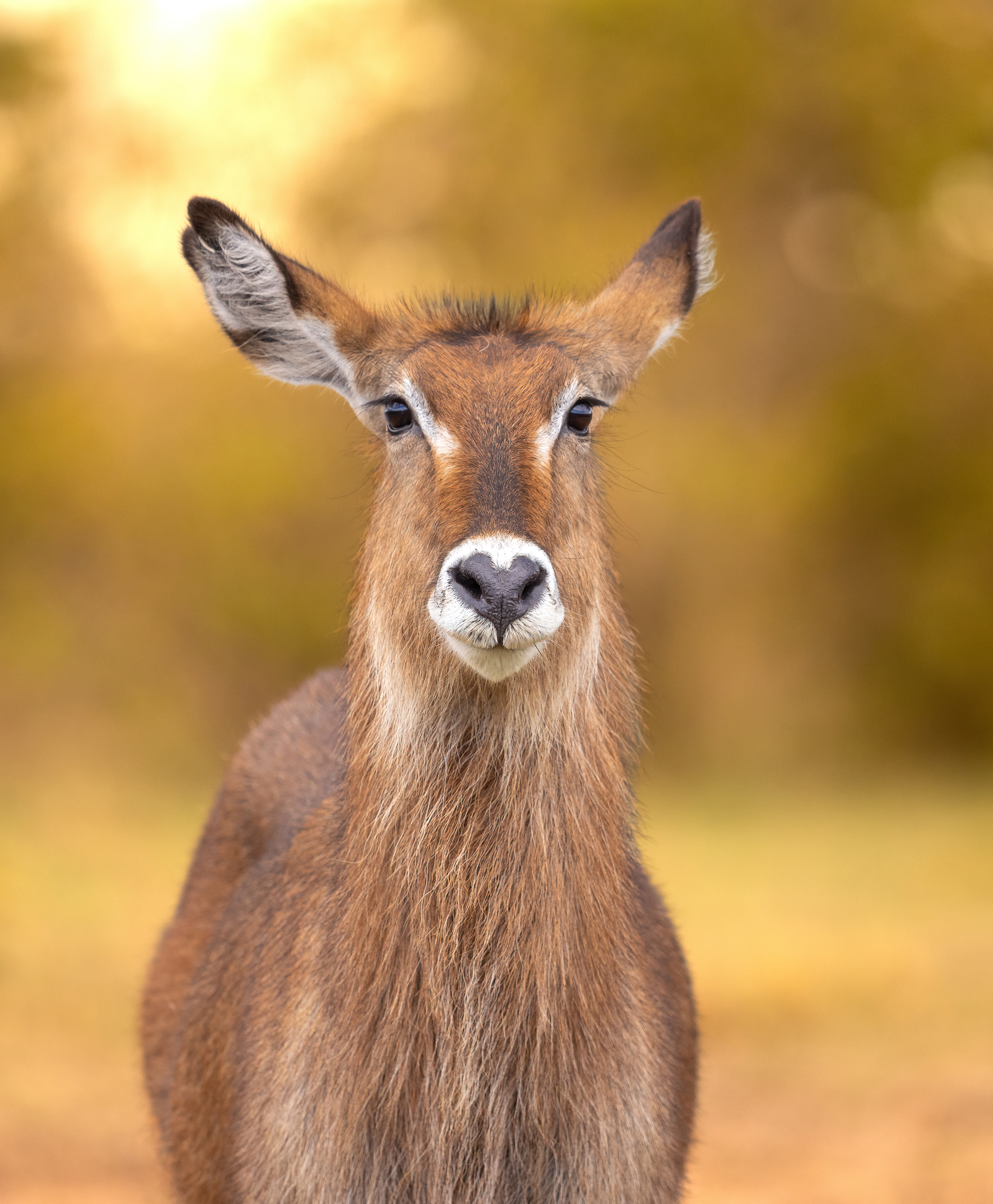 Waterbuck