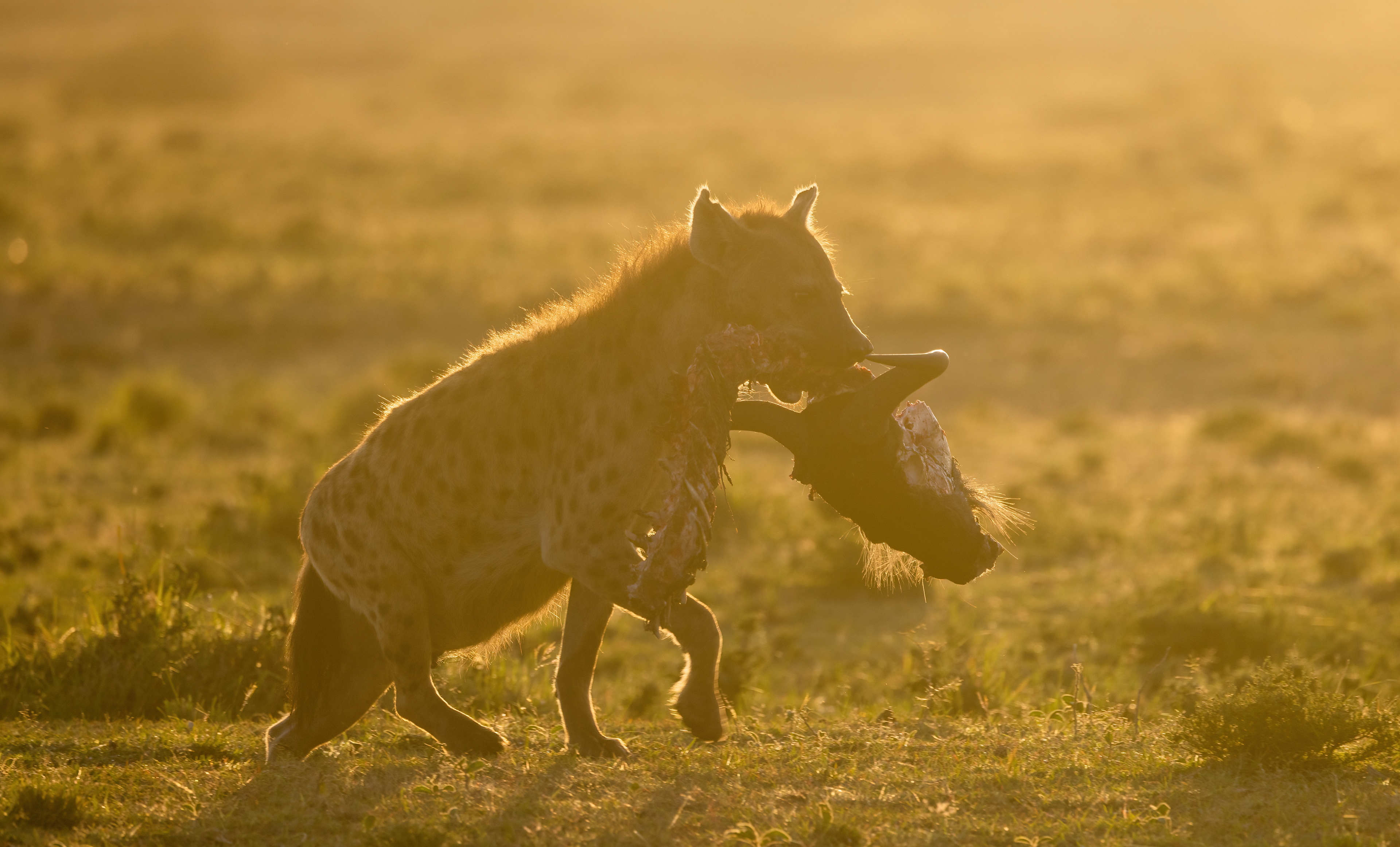 Spotted hyena with wildebeest skull