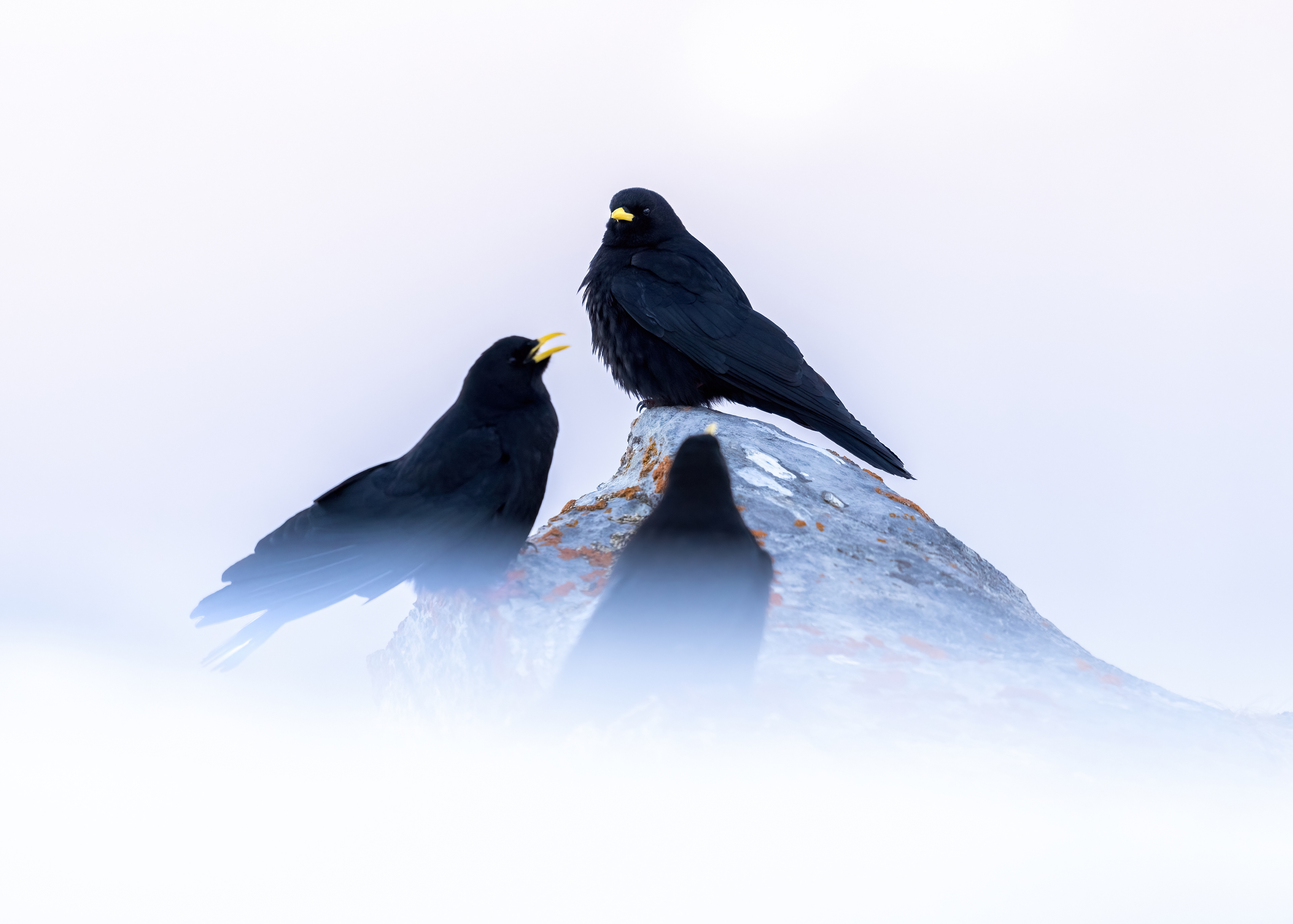 Alpine chough