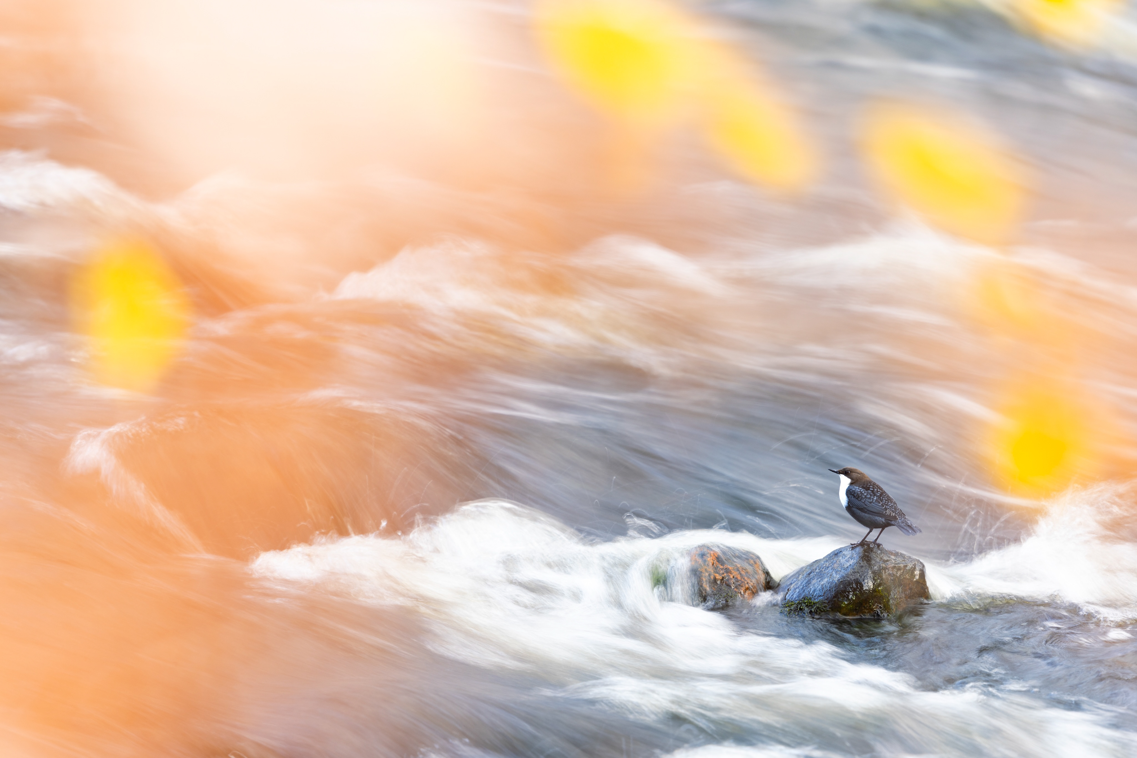 white-throated dipper