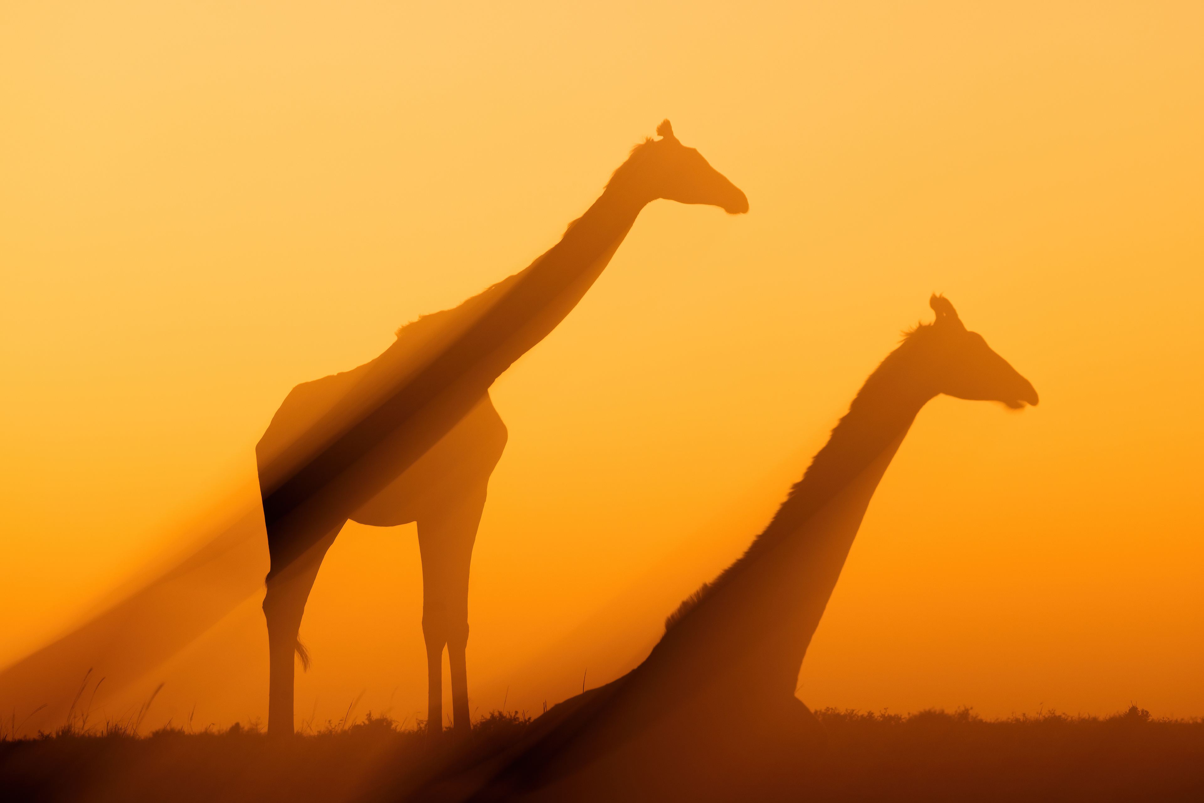 Giraffes