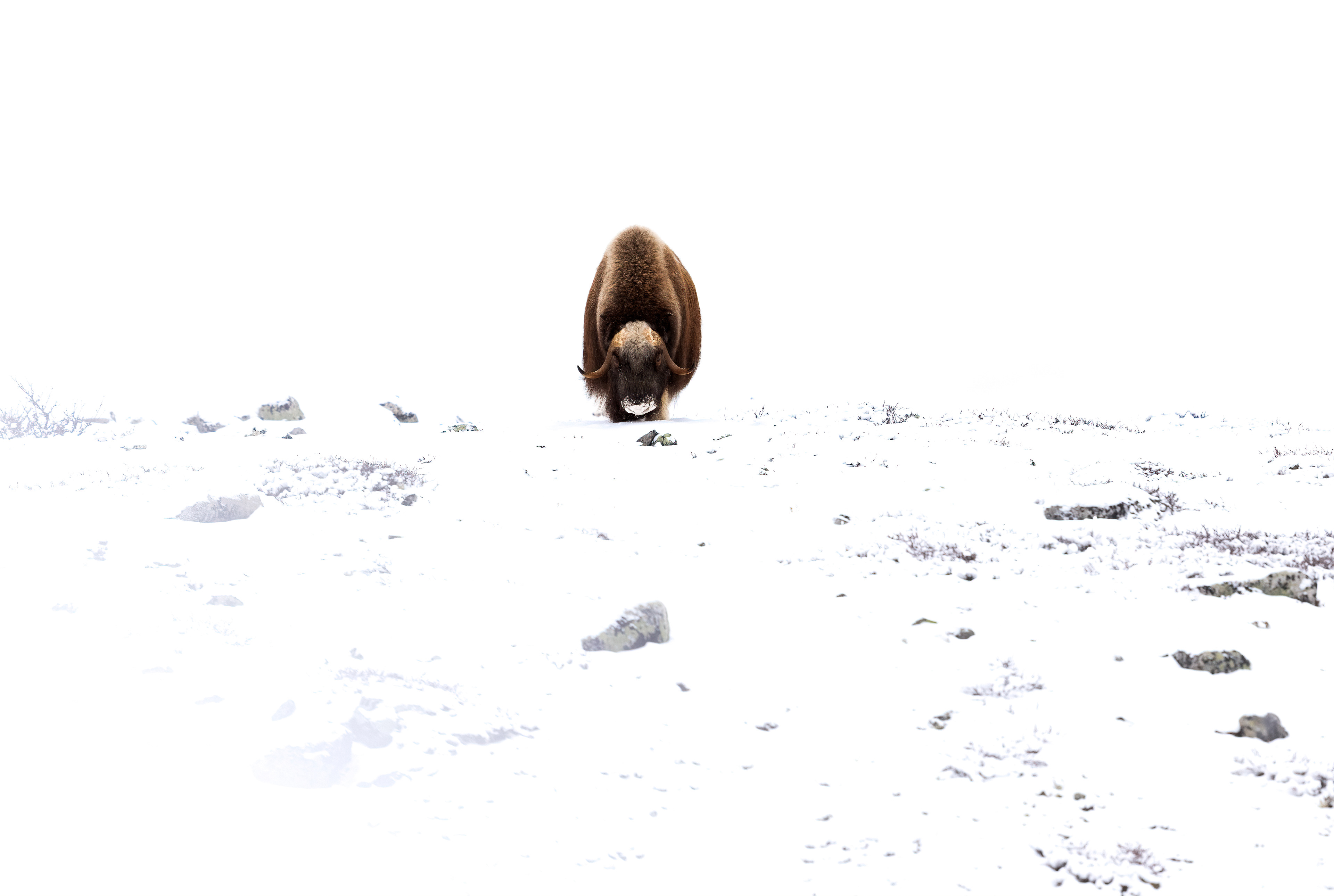 Musk ox