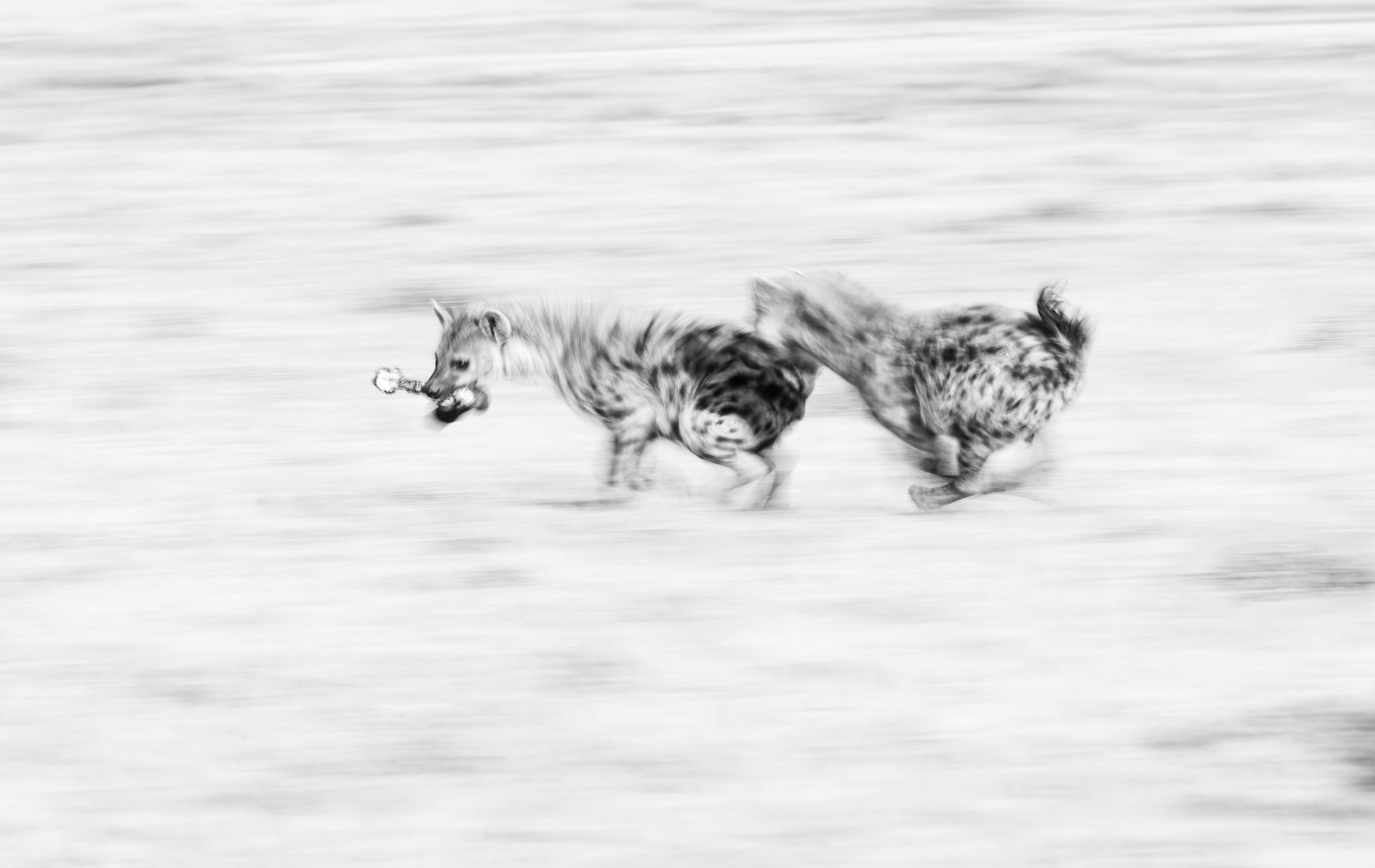 Spotted hyena's chase