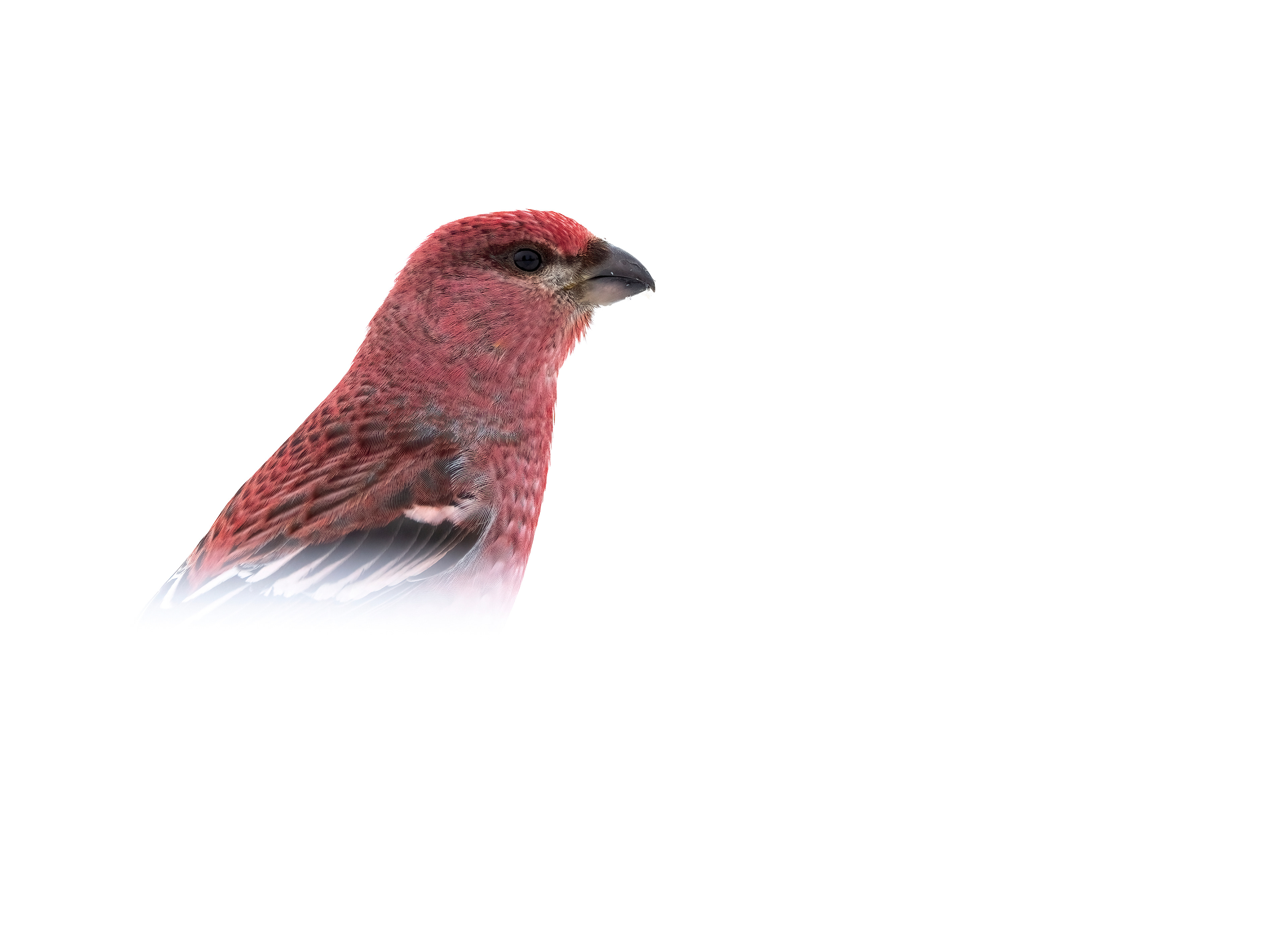 Pine grosbeak
