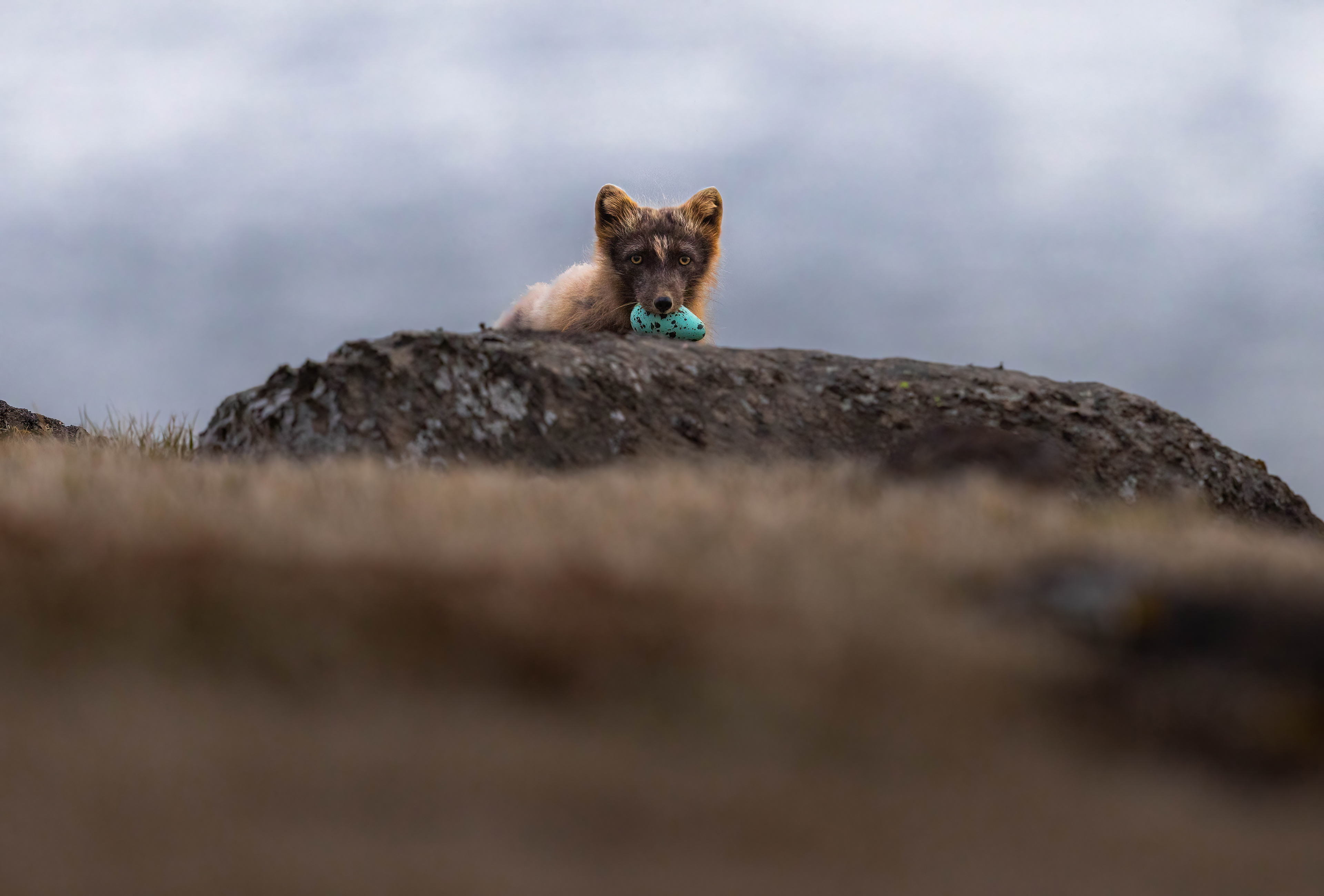 Arctic fox