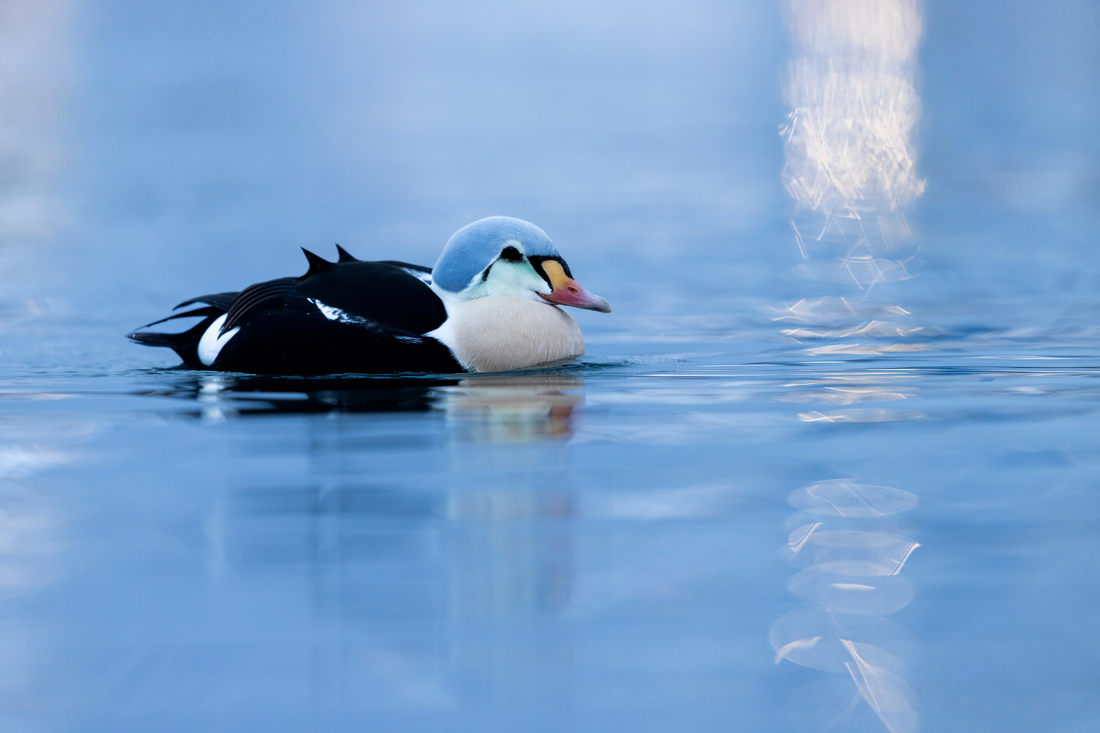 King eider