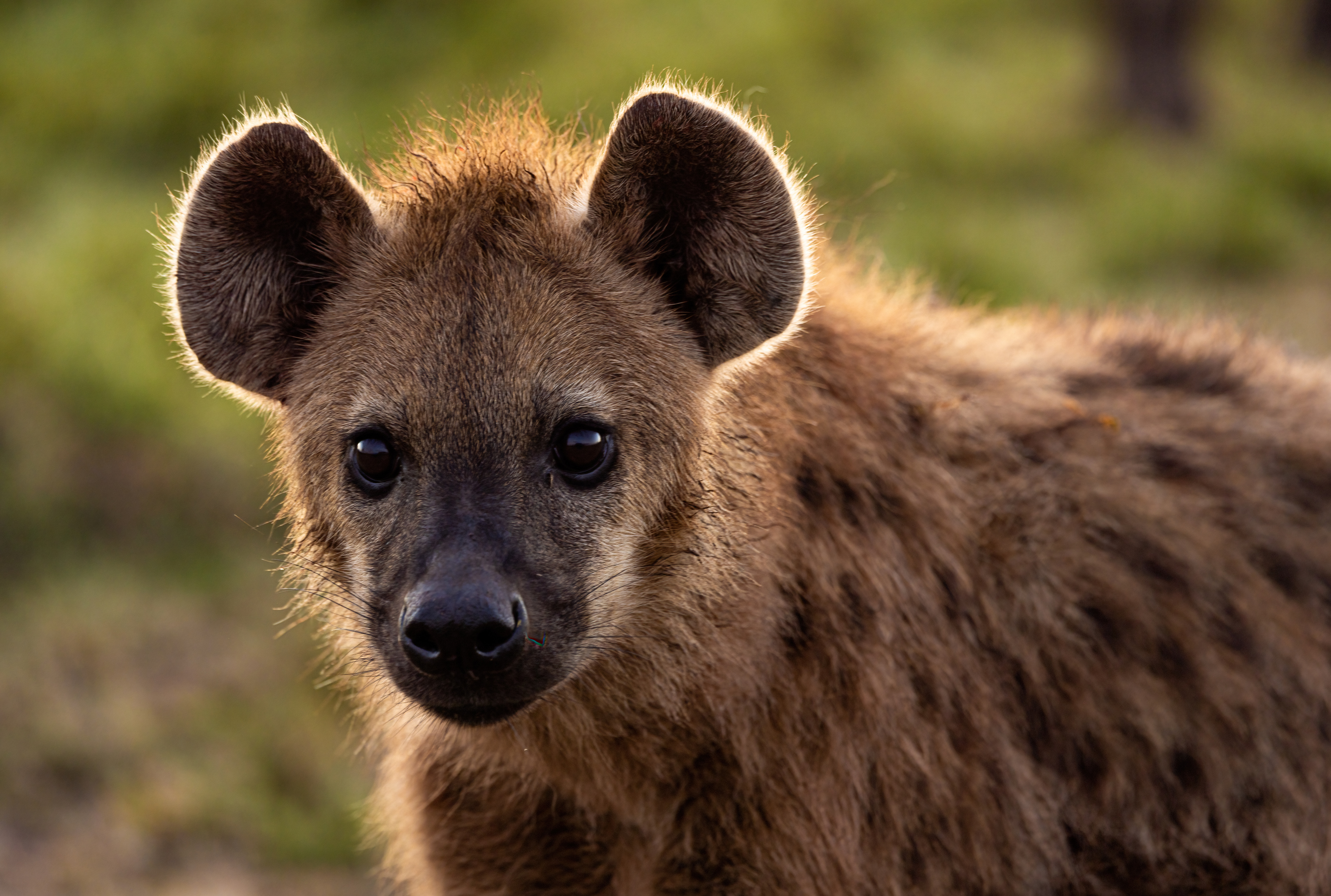 Spotted hyena