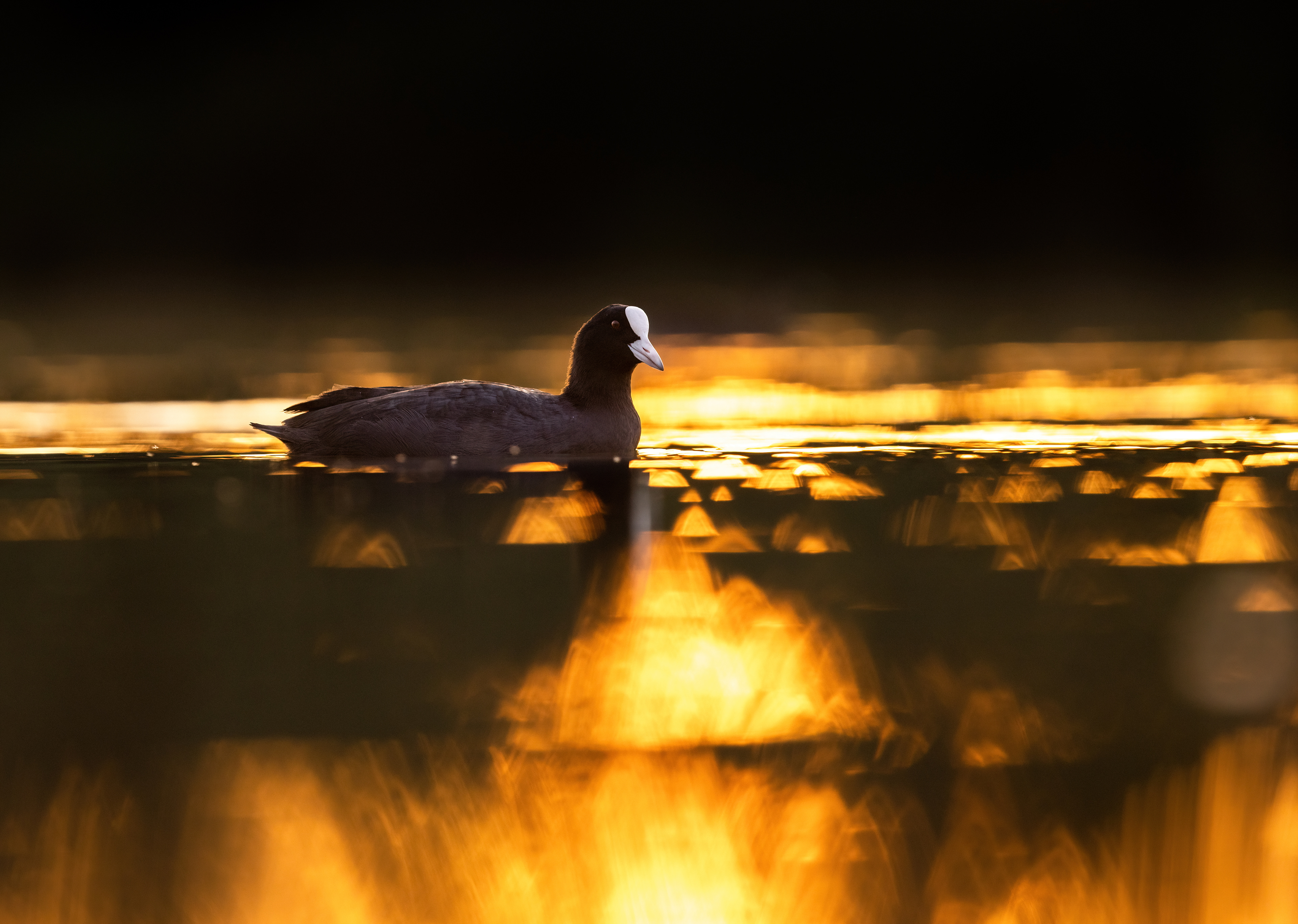 Common coot